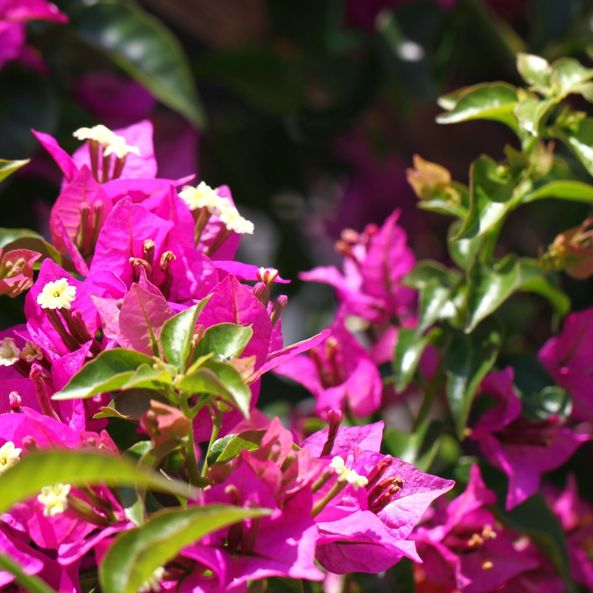 Италия. Амалфи, Бари 2012 г. Улица, люди, жизнь…