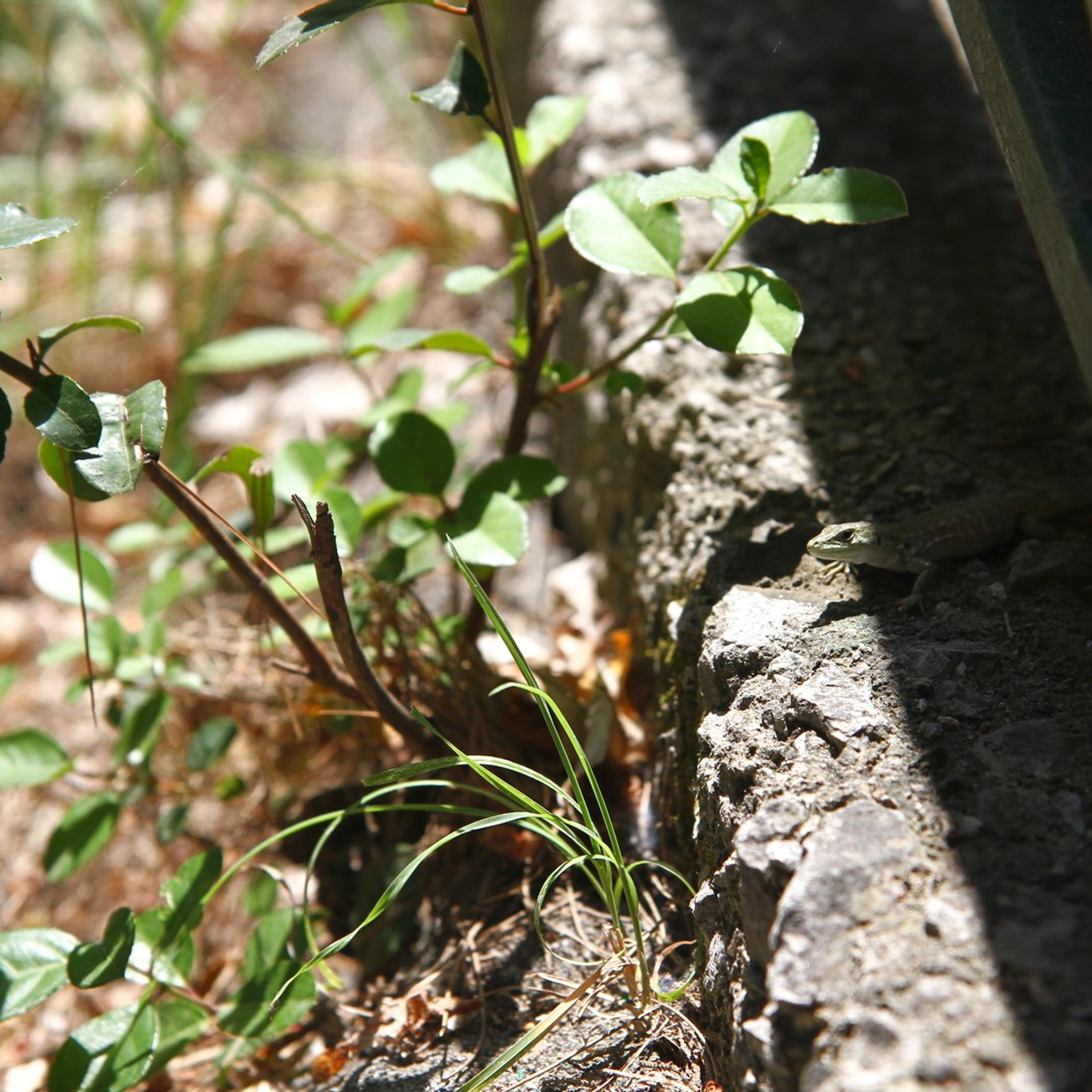 Италия. Амалфи, Бари 2012 г. Улица, люди, жизнь…