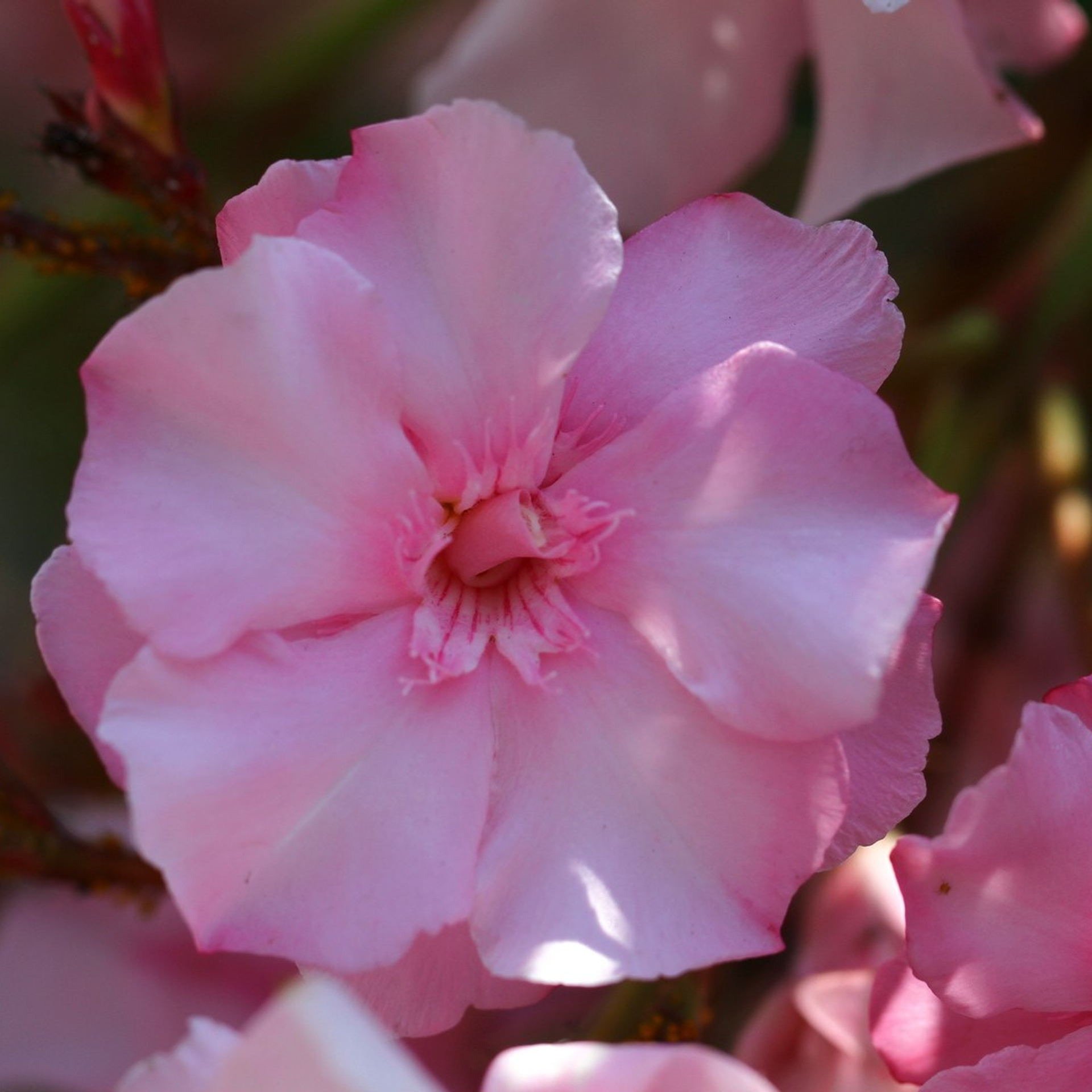 Италия. Амалфи, Бари 2012 г. Улица, люди, жизнь…