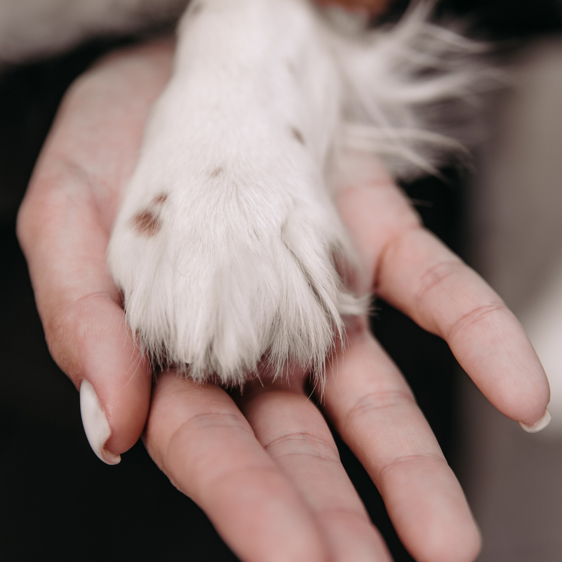 С любимым питомцем. Фотограф Дарья Пудовкина Москва, Московская область