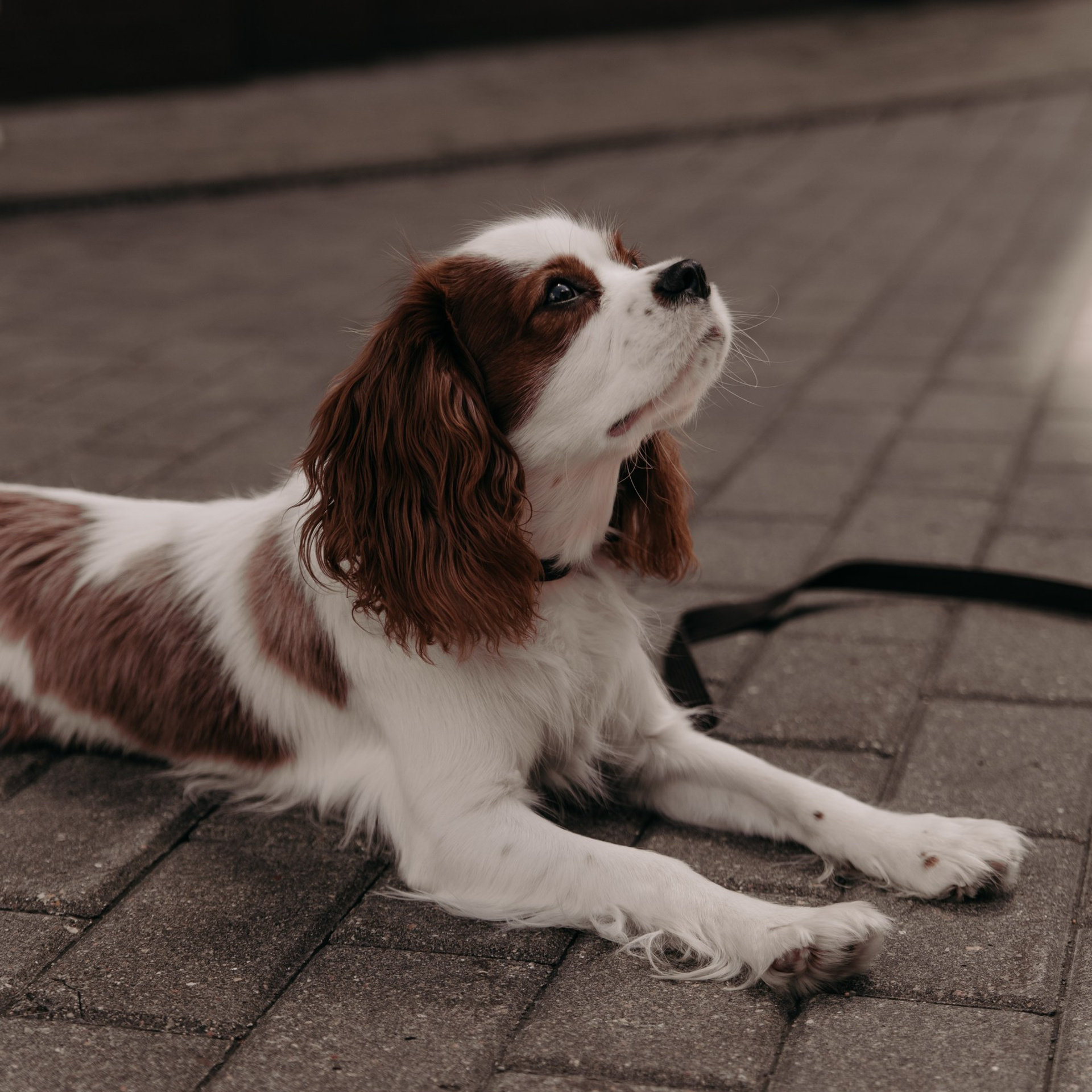 С любимым питомцем. Фотограф Дарья Пудовкина Москва, Московская область