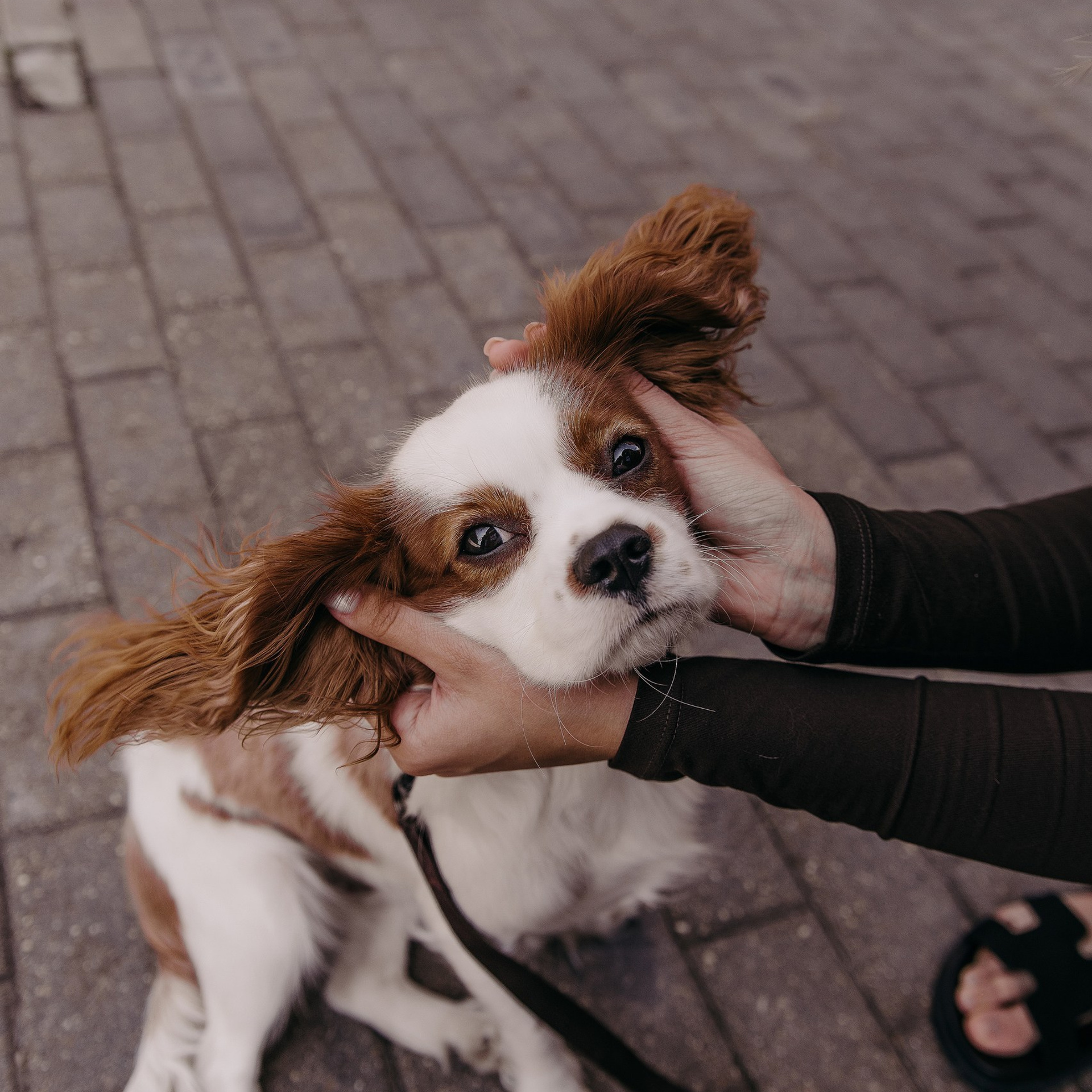 С любимым питомцем. Фотограф Дарья Пудовкина Москва, Московская область
