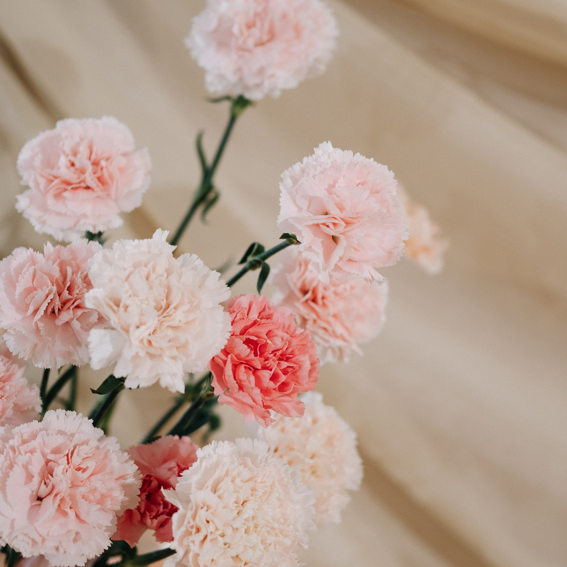 Отзывы. Свадебный фотограф Надежда Долгова