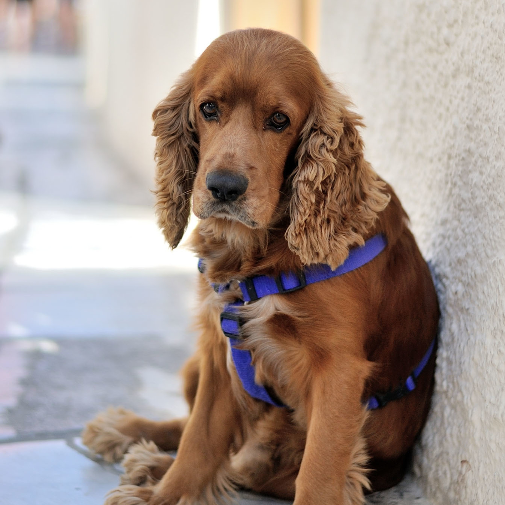 Свадебный фотограф Москва Альберт Хаиров
