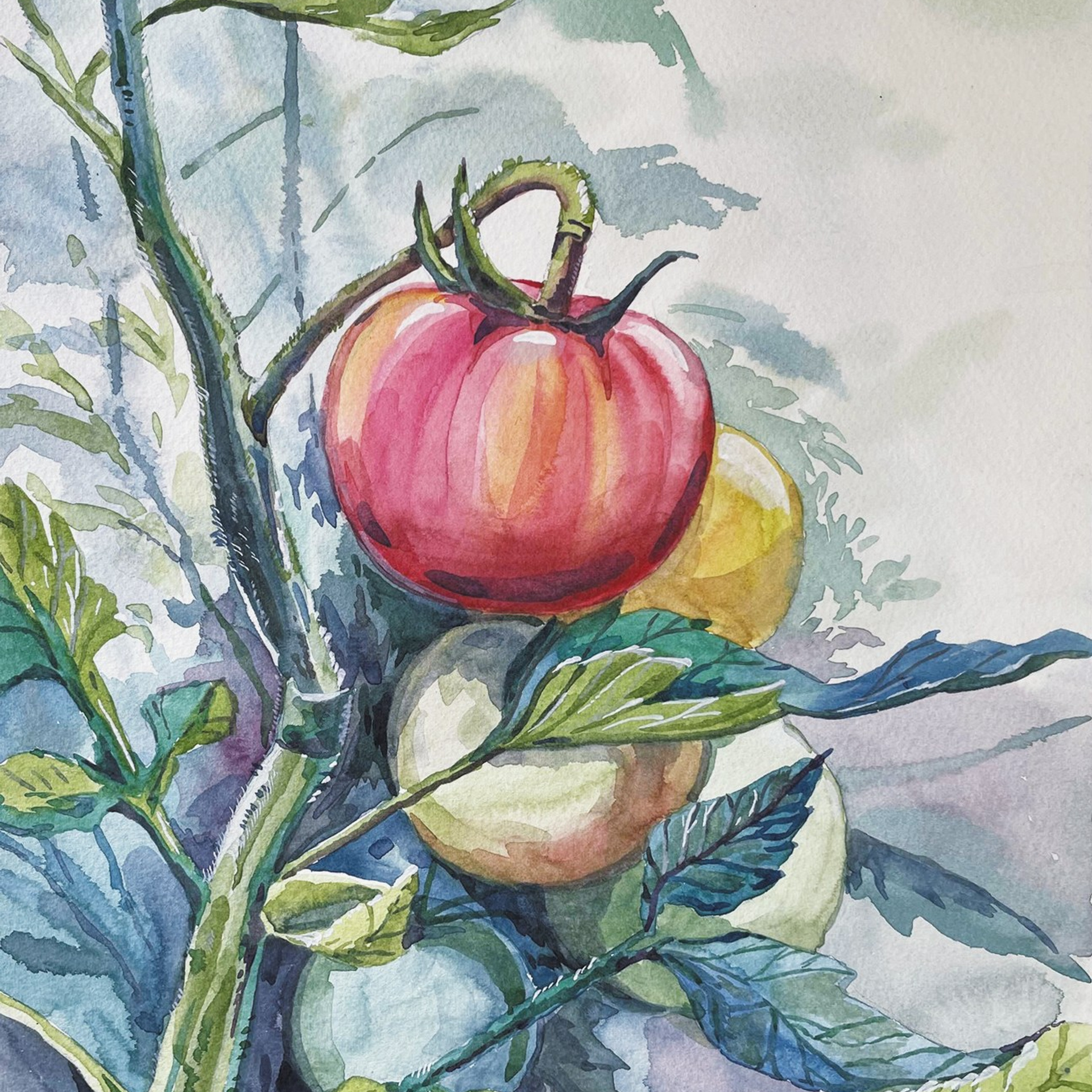 «Томат». Акварель, 23х30,5 см., 2022