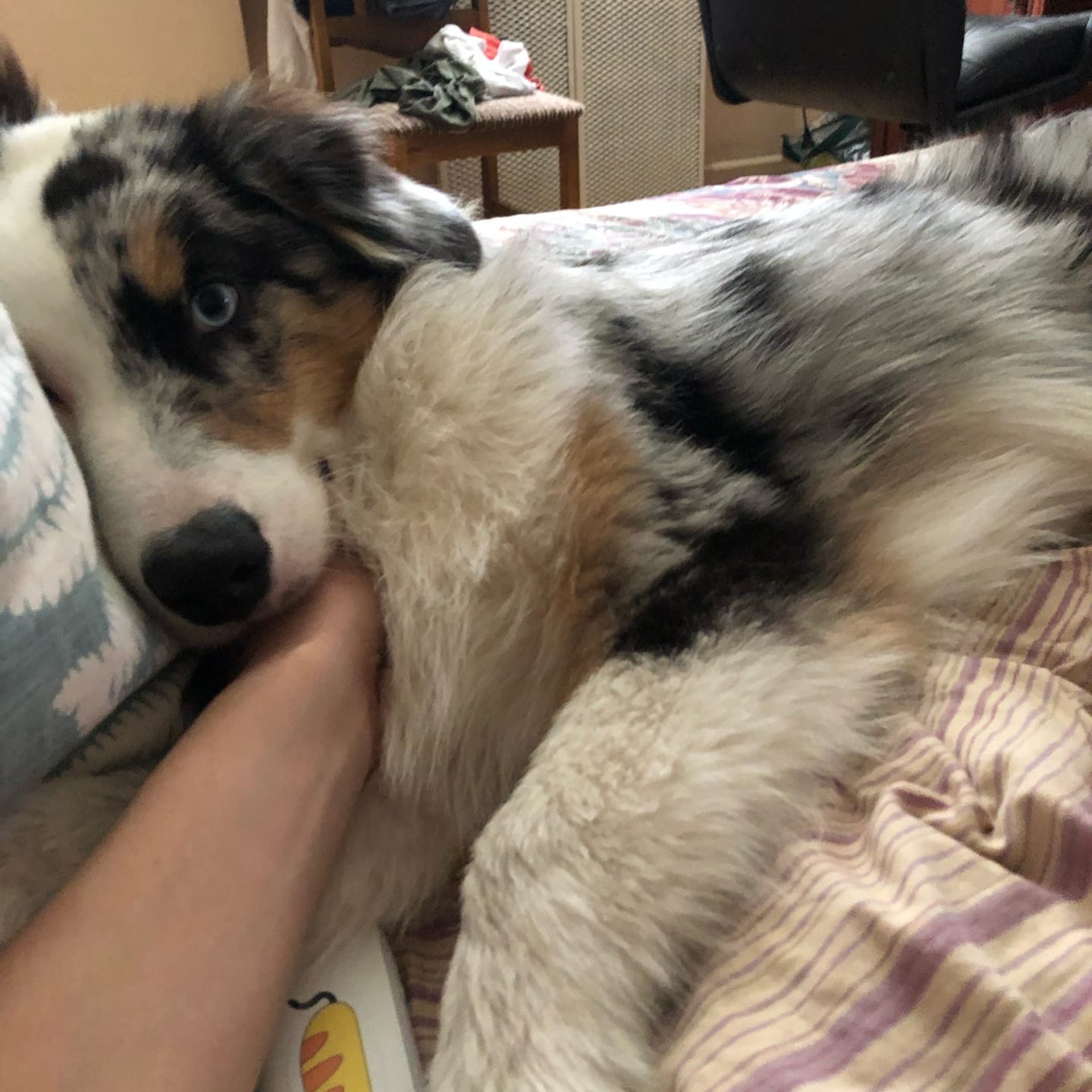 Отзывы. Питомник собак Westerly Wind Москва и МО