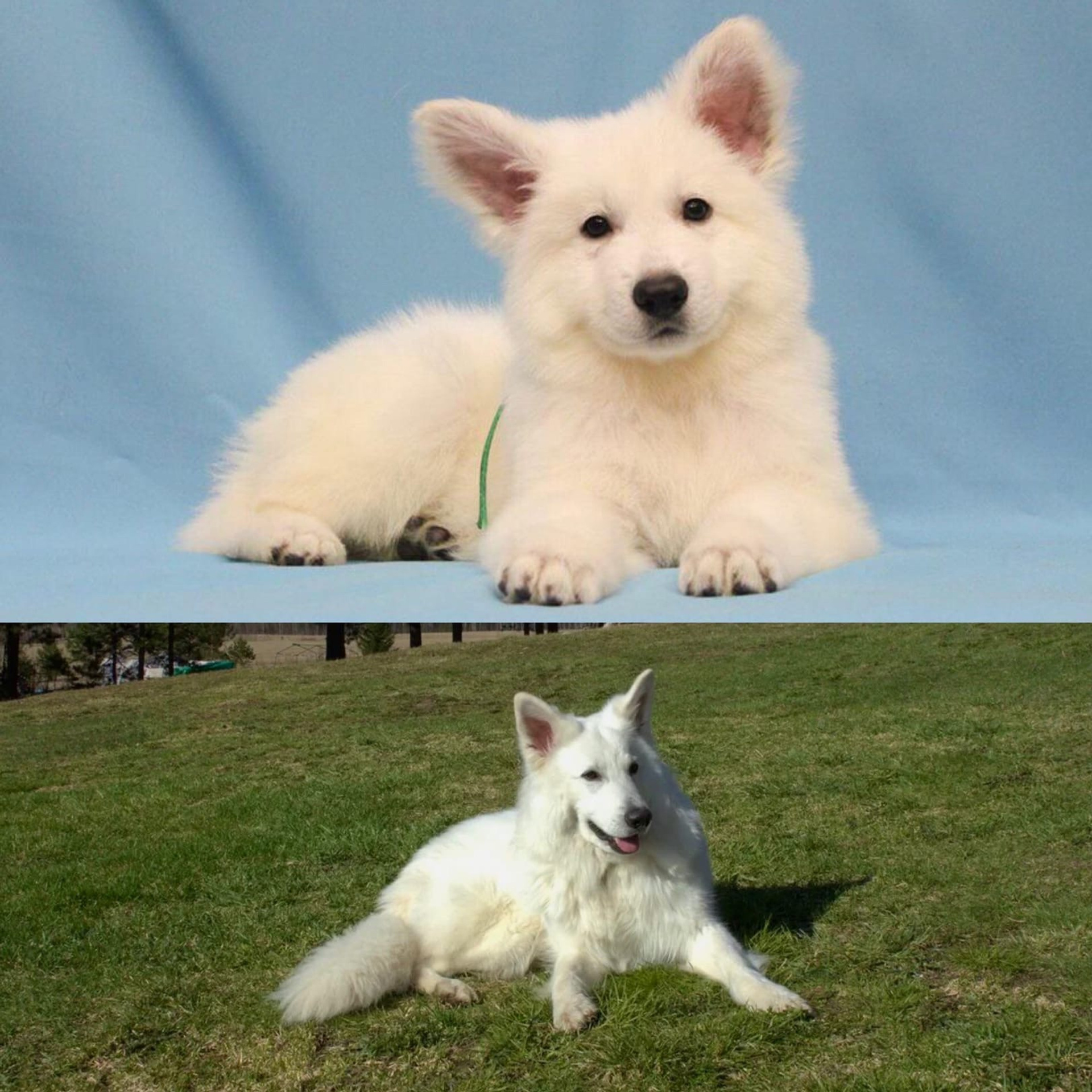 Отзывы. Питомник собак Westerly Wind Москва и МО