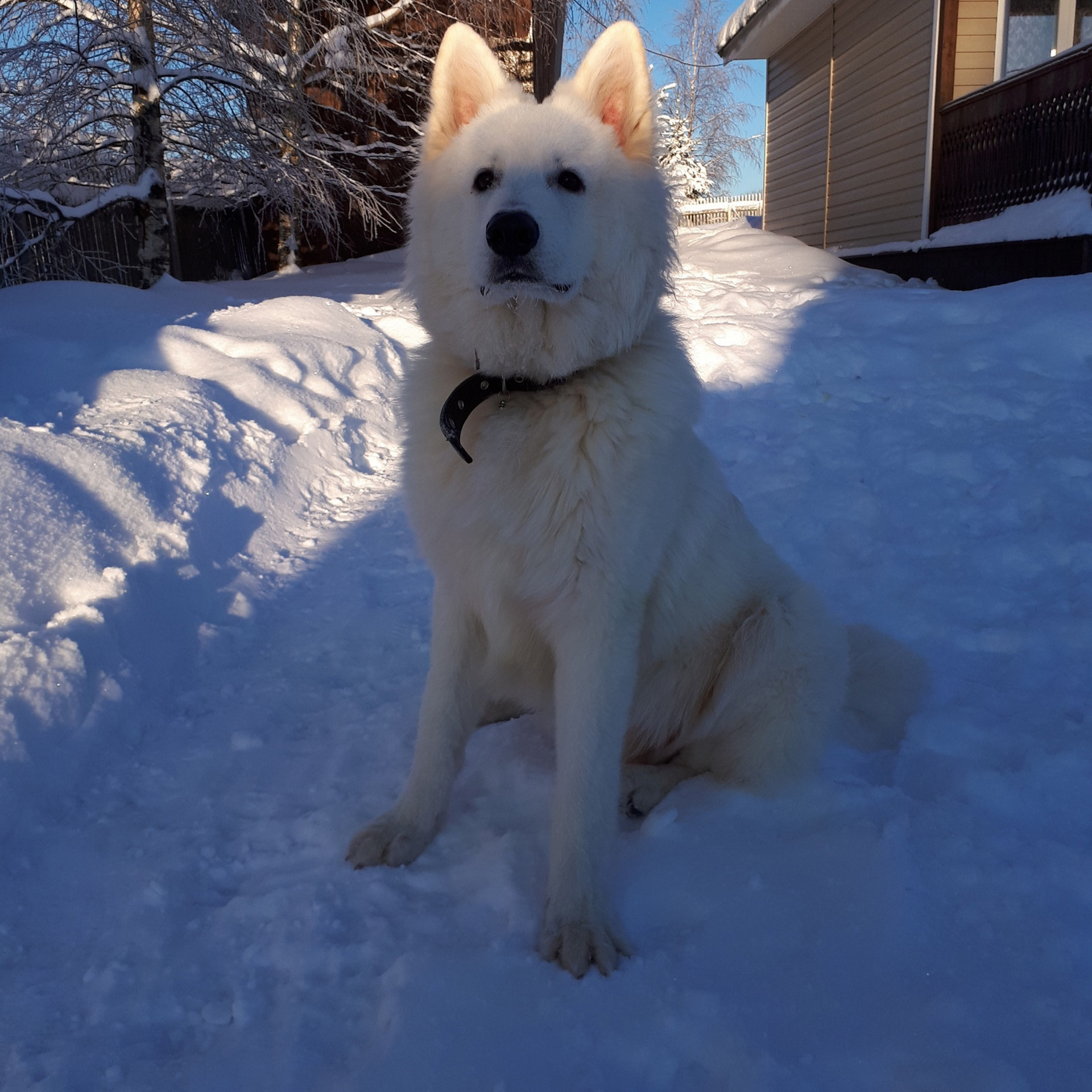 Отзывы. Питомник собак Westerly Wind Москва и МО