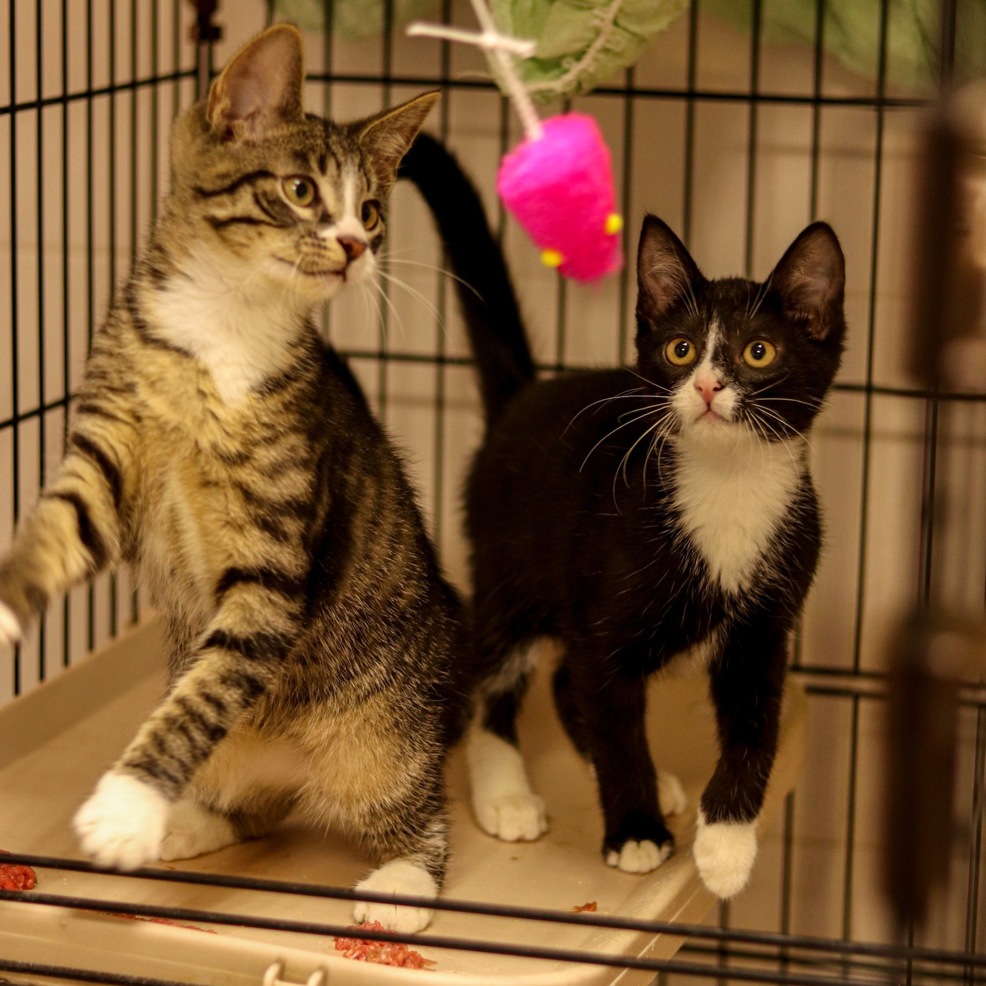 Отзывы. Ивентный фотограф в Санкт-Петербурге Олег Комков