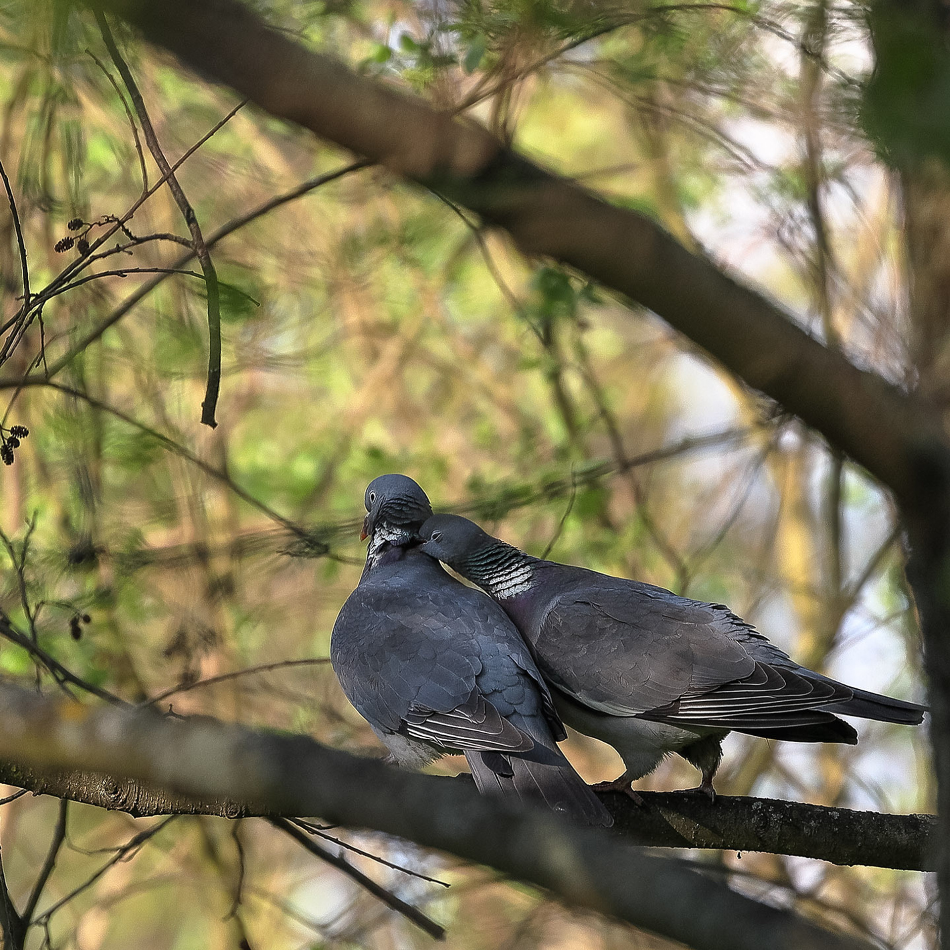 Лесной голубь