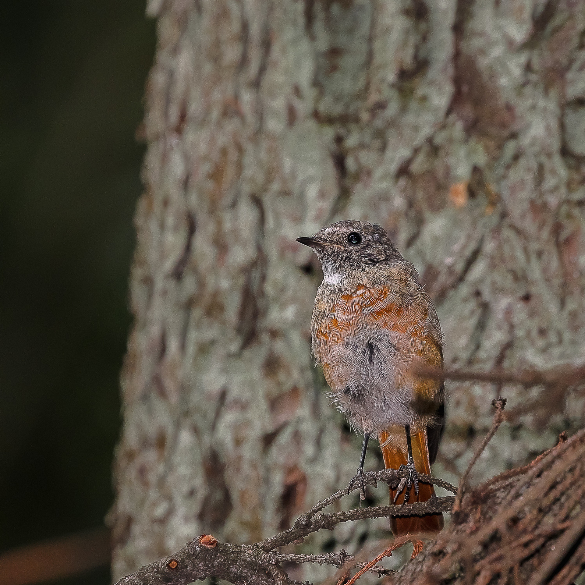 Горихвостка