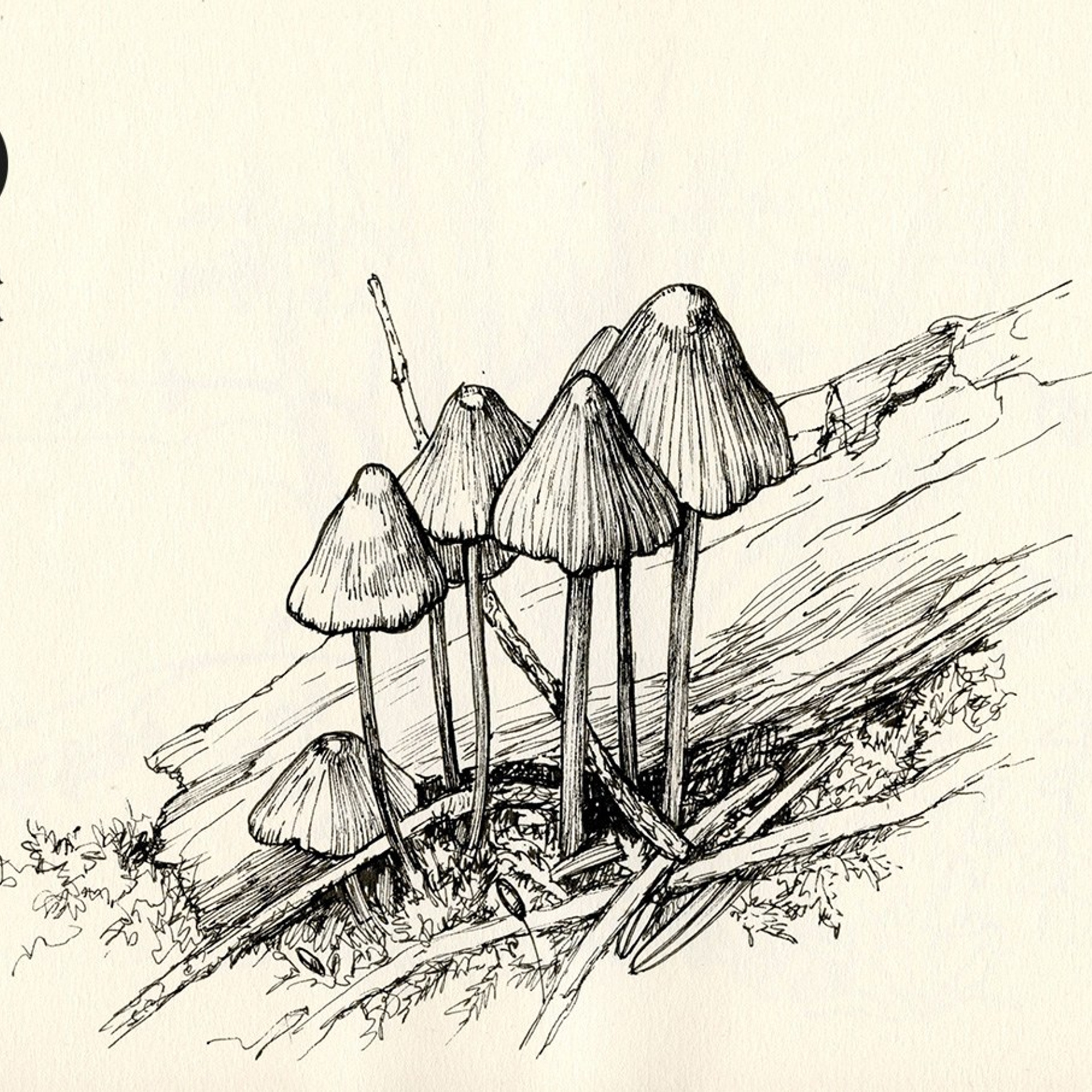 Графика. Ручка Алена — ботанический художник, дизайнер, фотограф