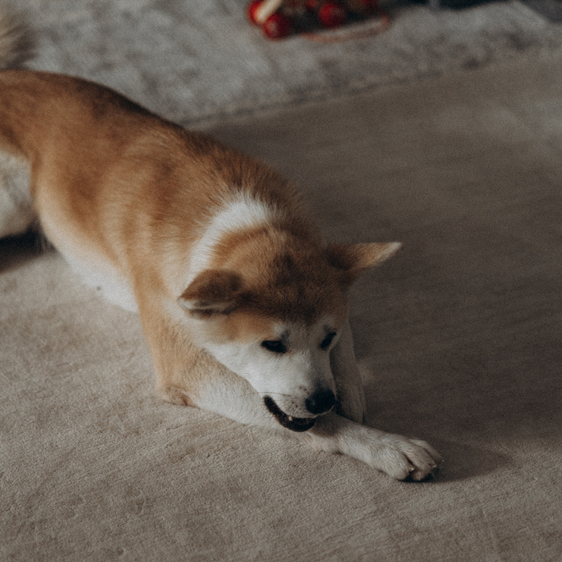 Отзывы. Alesya Gee Photographer Uzbekistan