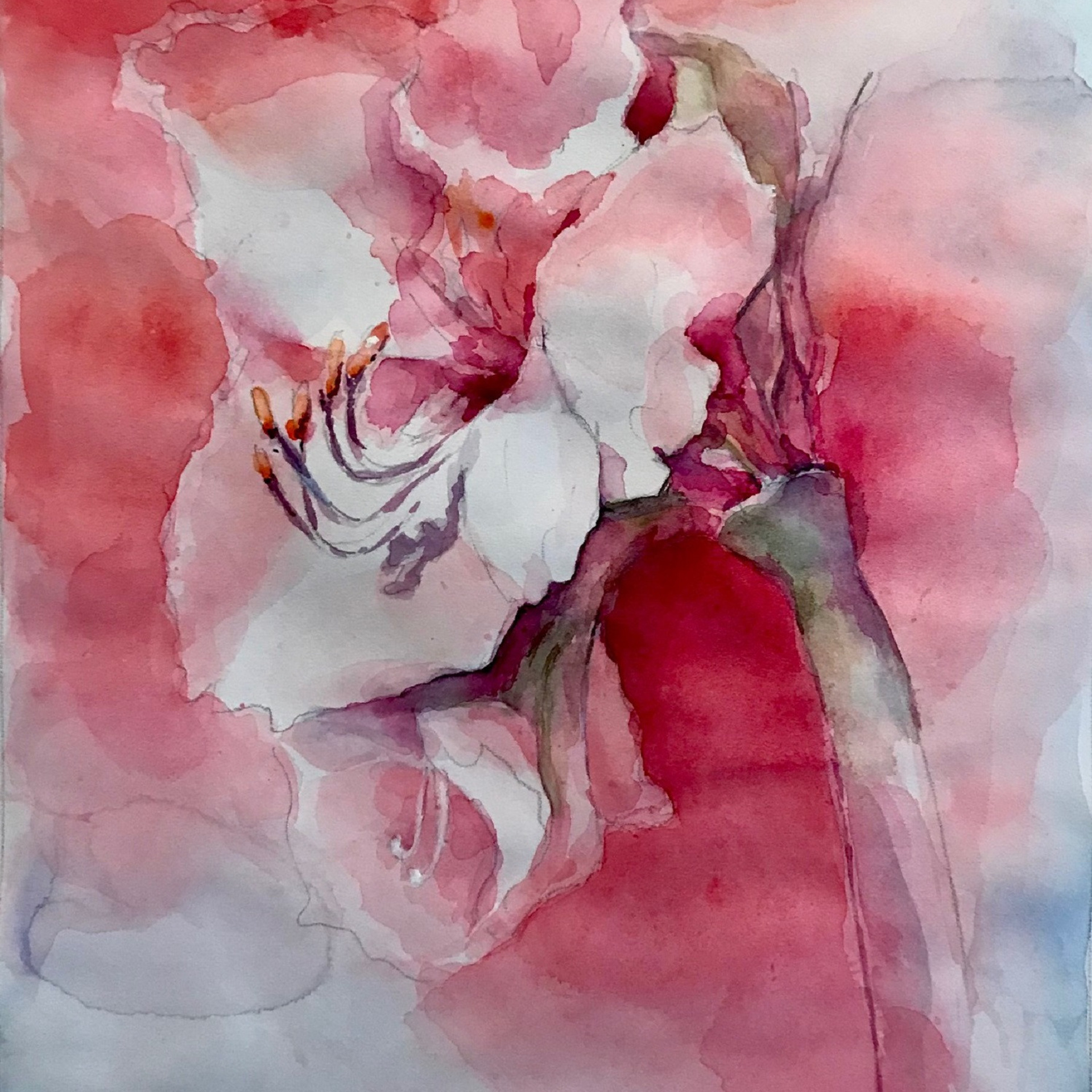 Amaryllis flowers, painting, watercolor 30x40 cm. Painting as a gift.