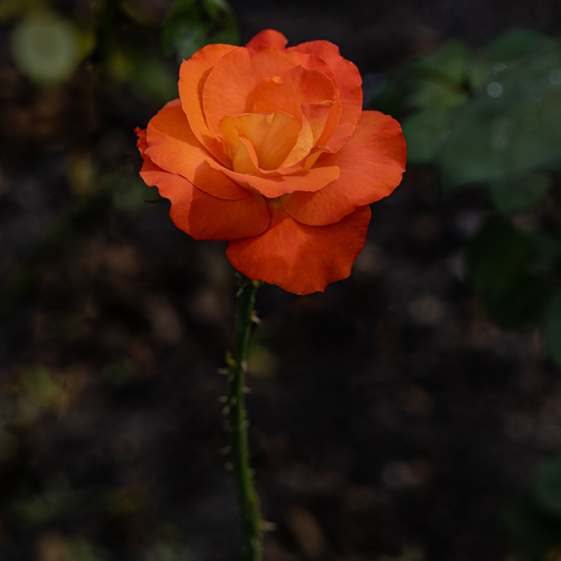 Отзывы. Любимый фотограф