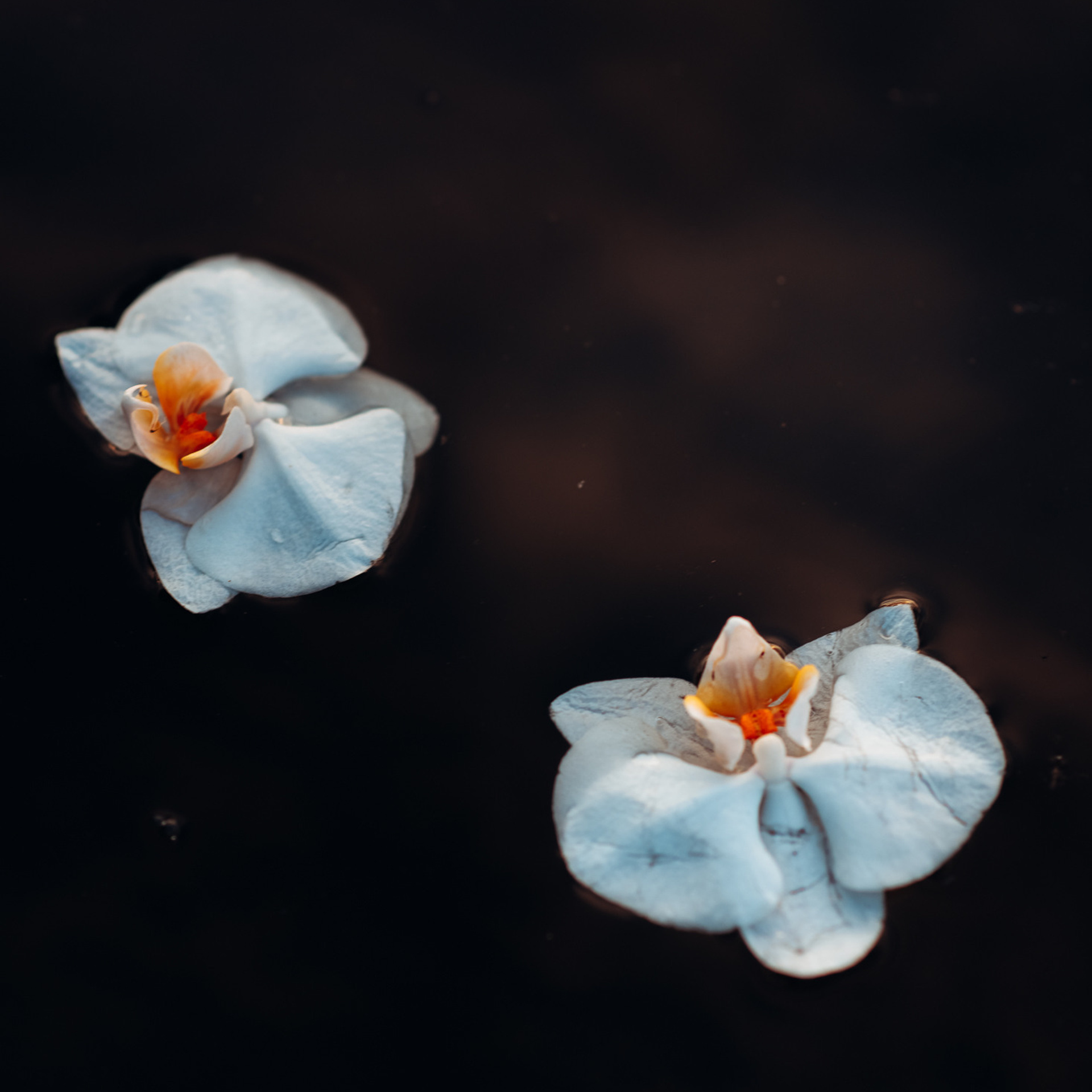 Отзывы о фотографе Пряничниковой Анастасии. Семейный и свадебный фотограф в Нижнем Тагиле, Екатеринбурге Пряничник