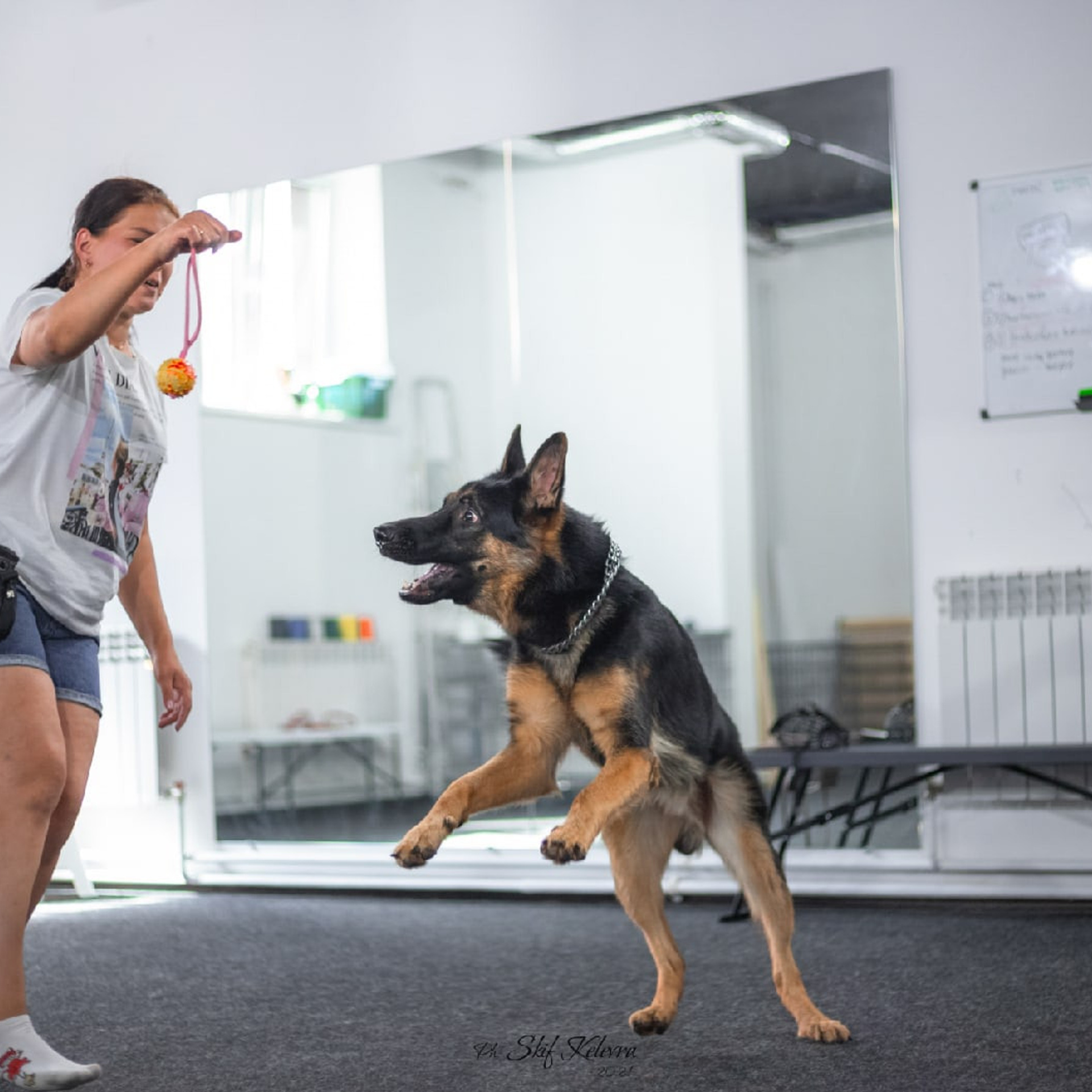 Татьяна Кауфман - отзывы о фотосессия. Фотограф Анималист из Новосибирска Татьяна Кауфман