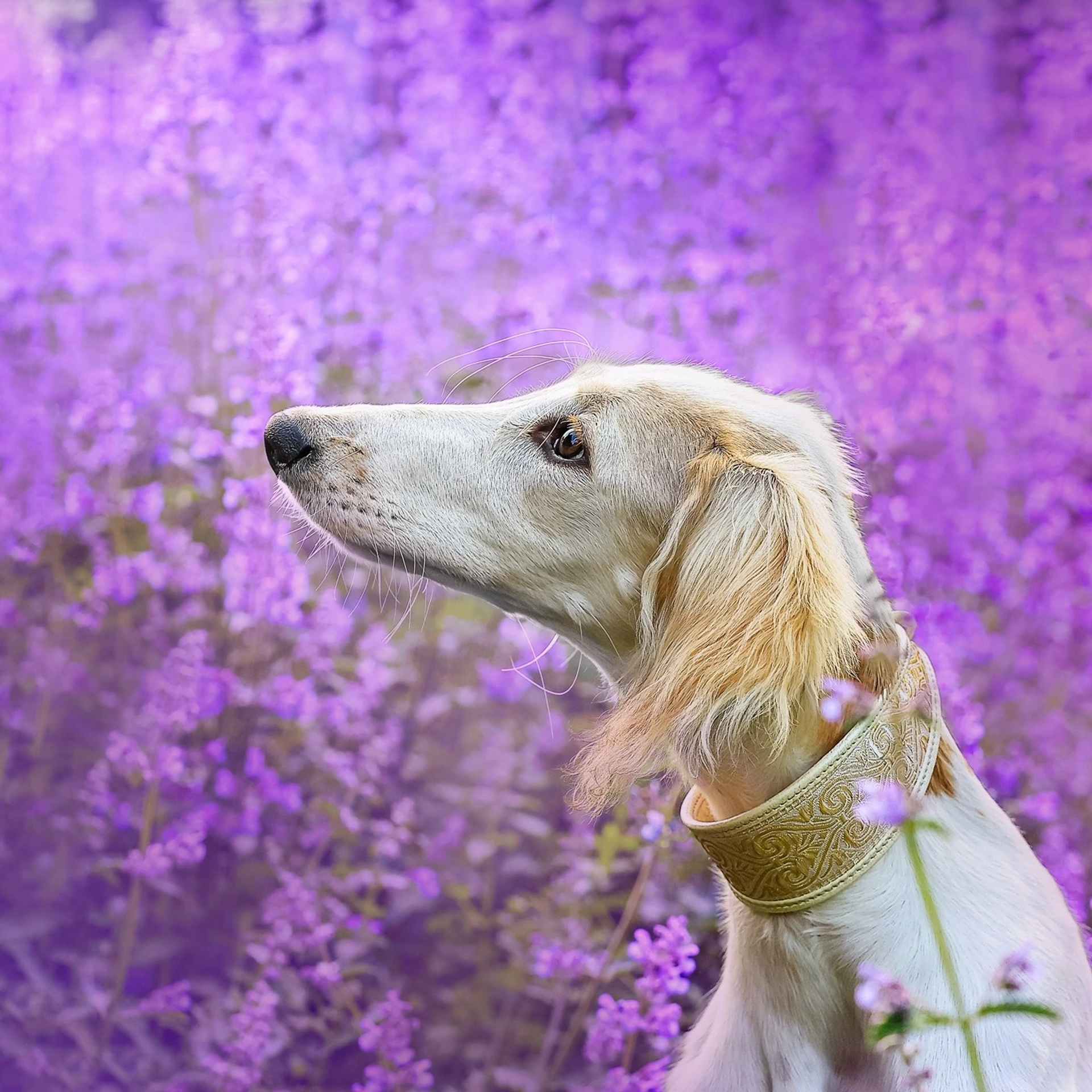 Татьяна Кауфман - отзывы о фотосессия. Фотограф Анималист из Новосибирска Татьяна Кауфман