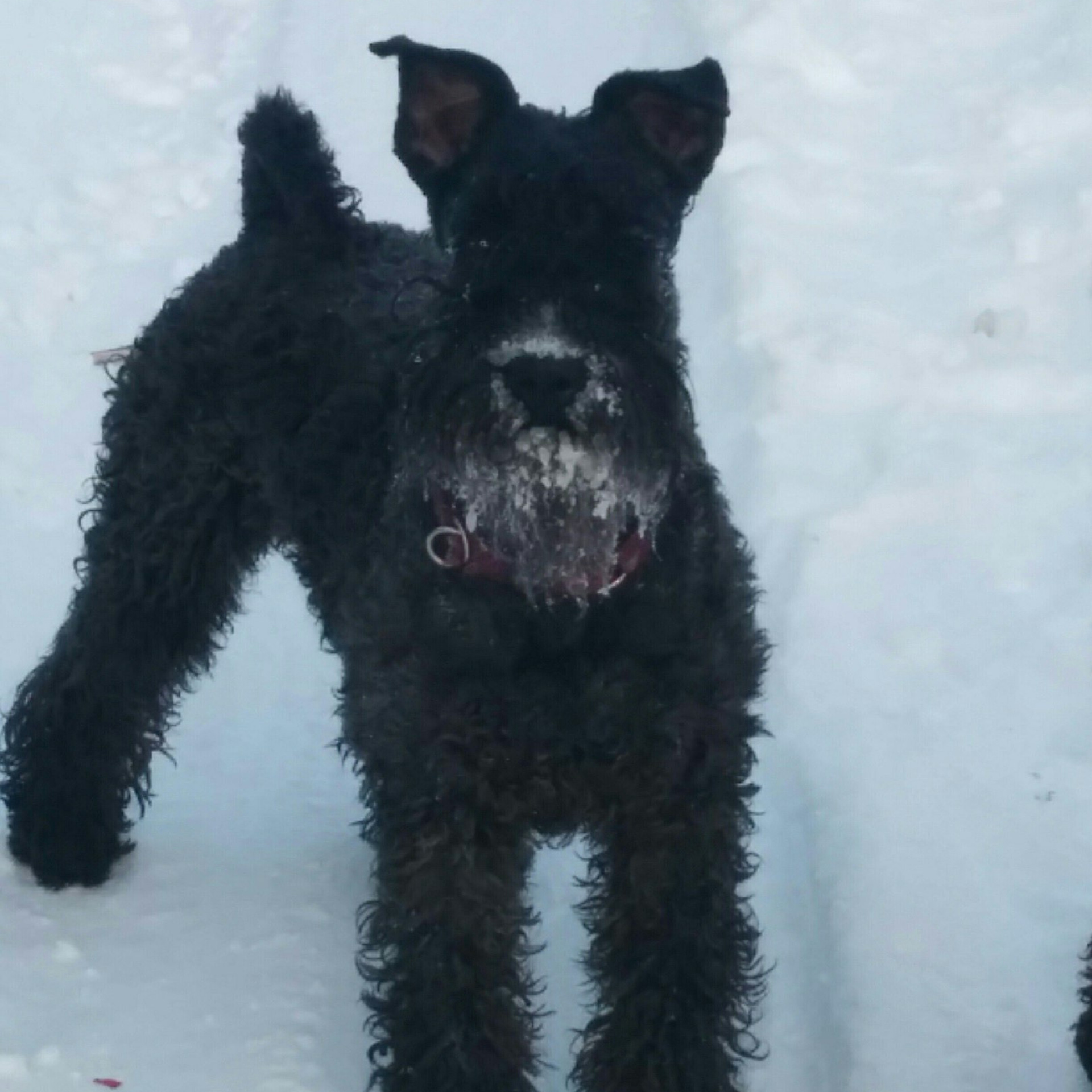 Татьяна Кауфман - отзывы о фотосессия. Фотограф Анималист из Новосибирска Татьяна Кауфман