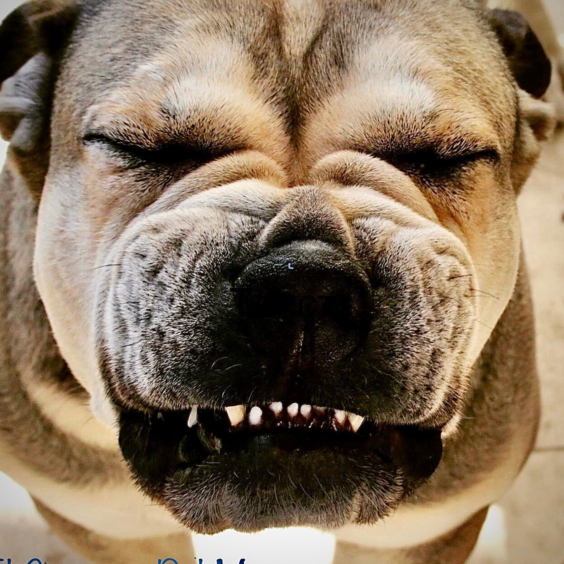 Татьяна Кауфман - отзывы о фотосессия. Фотограф Анималист из Новосибирска Татьяна Кауфман