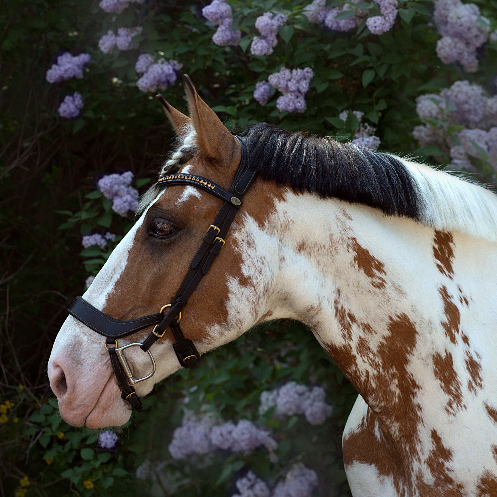 Отзывы. Конный фотограф в Красноярске — Любовь Похабова