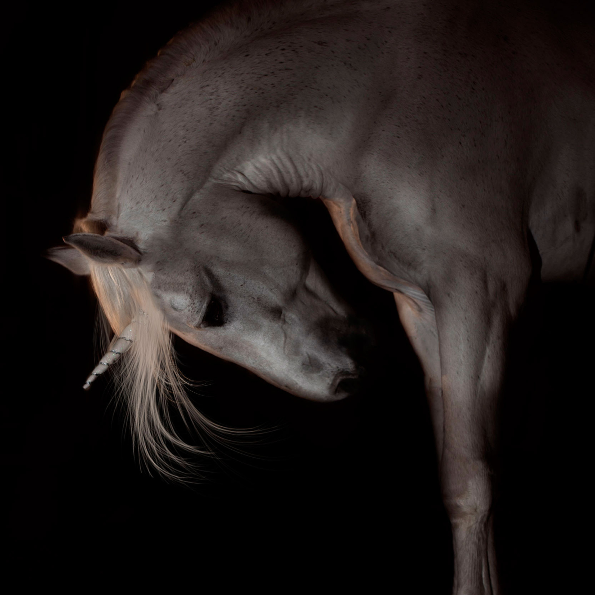 Отзывы. Конный фотограф в Красноярске — Любовь Похабова