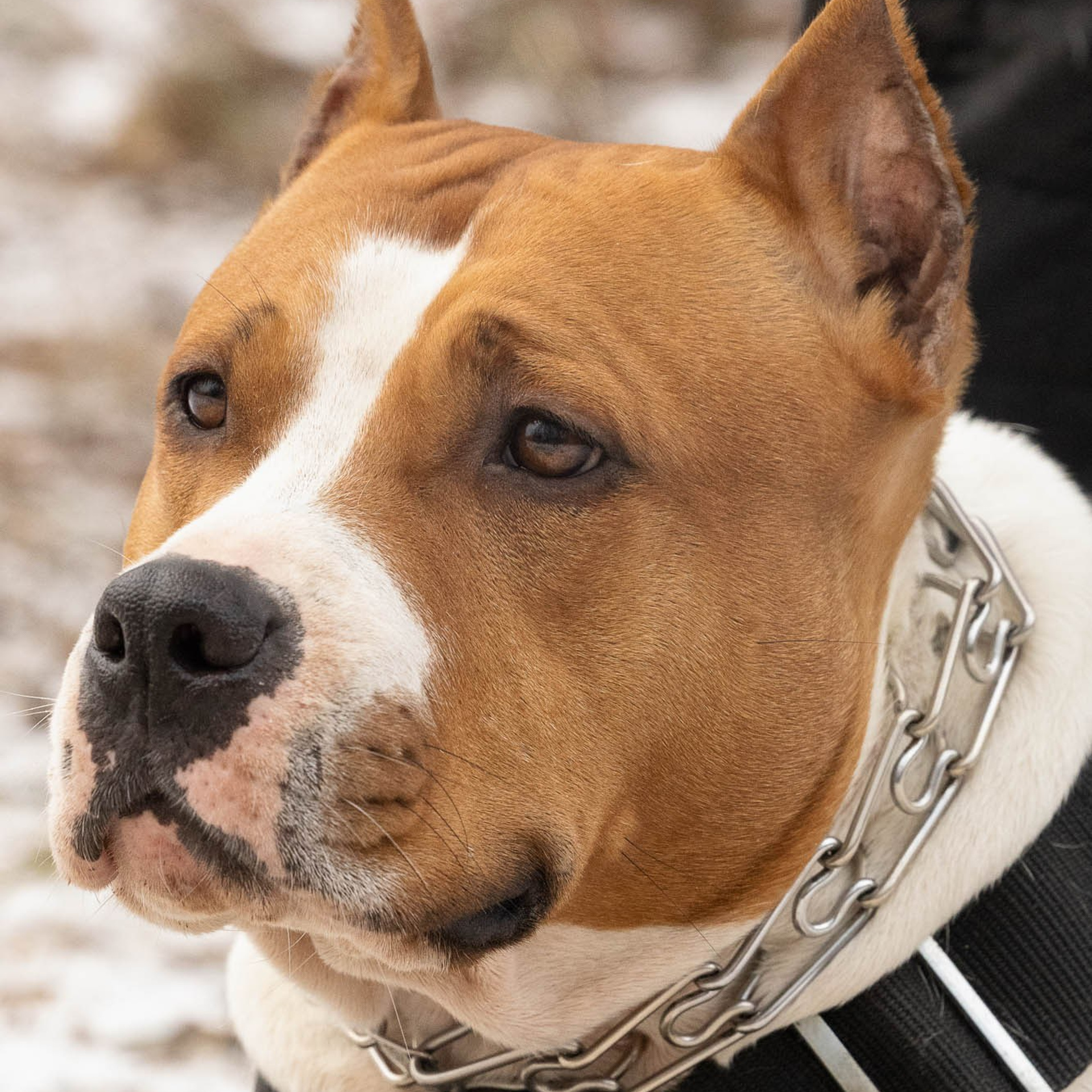 Отзывы. Виктория Михайловская. Фотограф-анималист. Москва