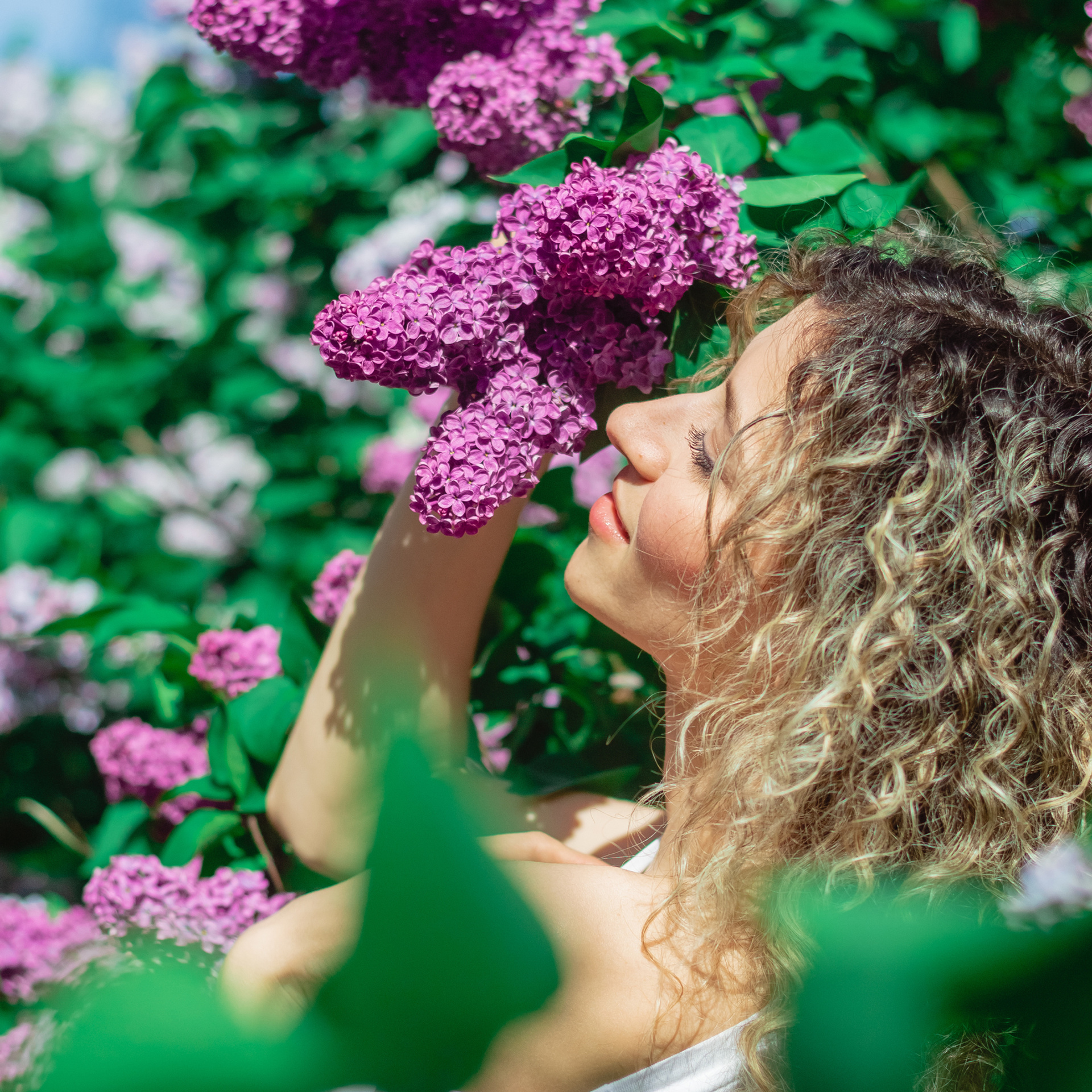 Цветение сирени