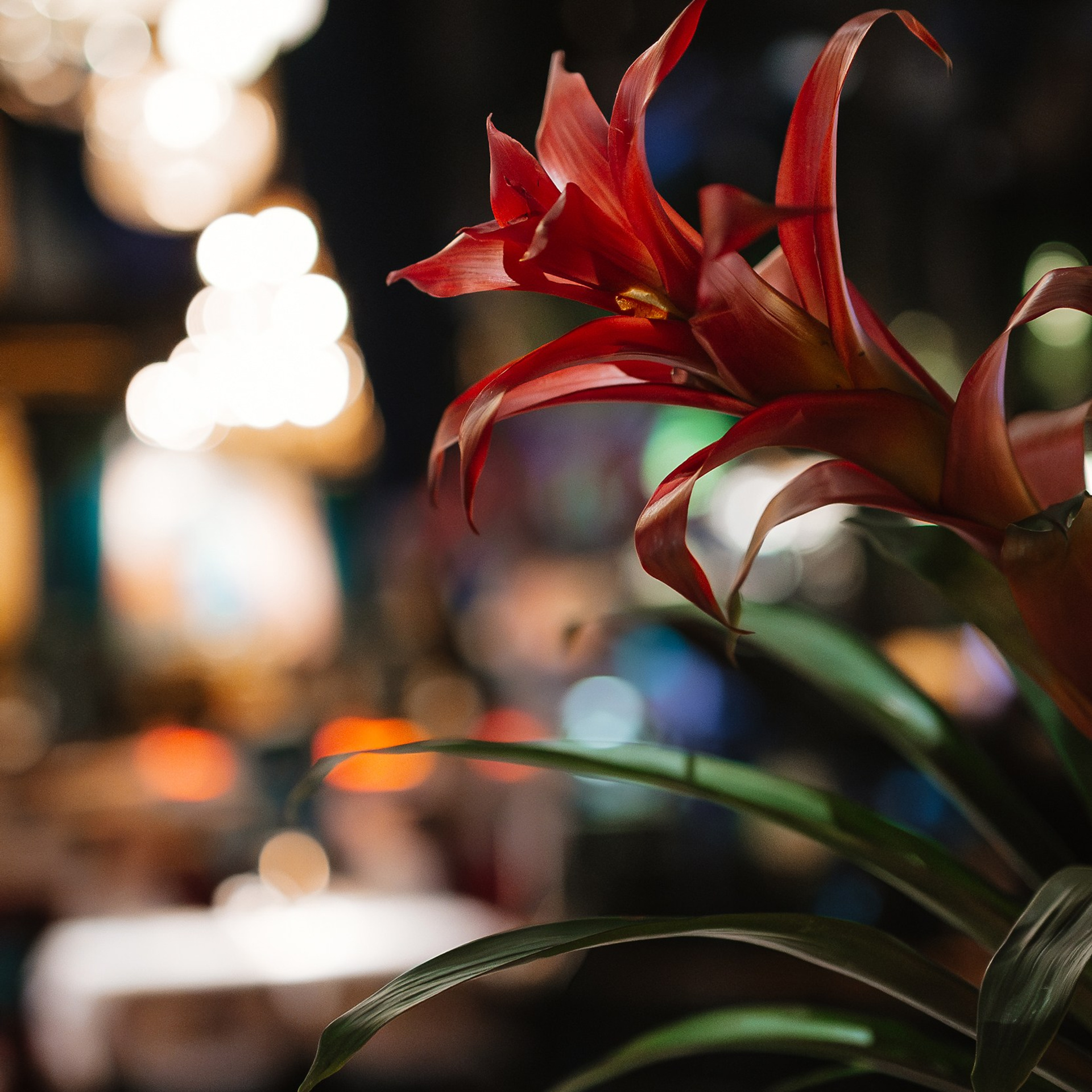 Коктейльный гастроужин 28.03.24. Photographer | Anna Christia