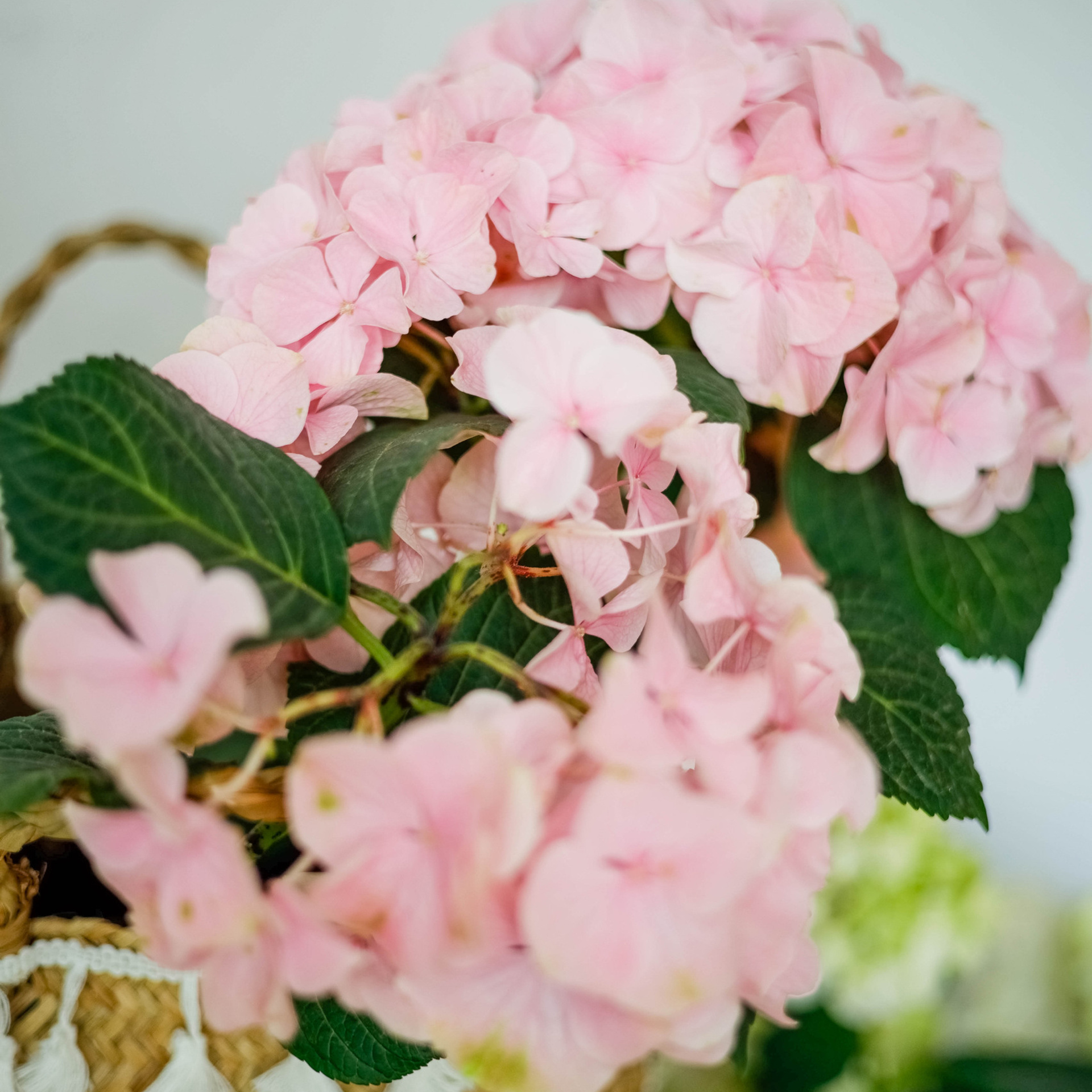 Отзывы. Фотограф Екатерина Разинкова