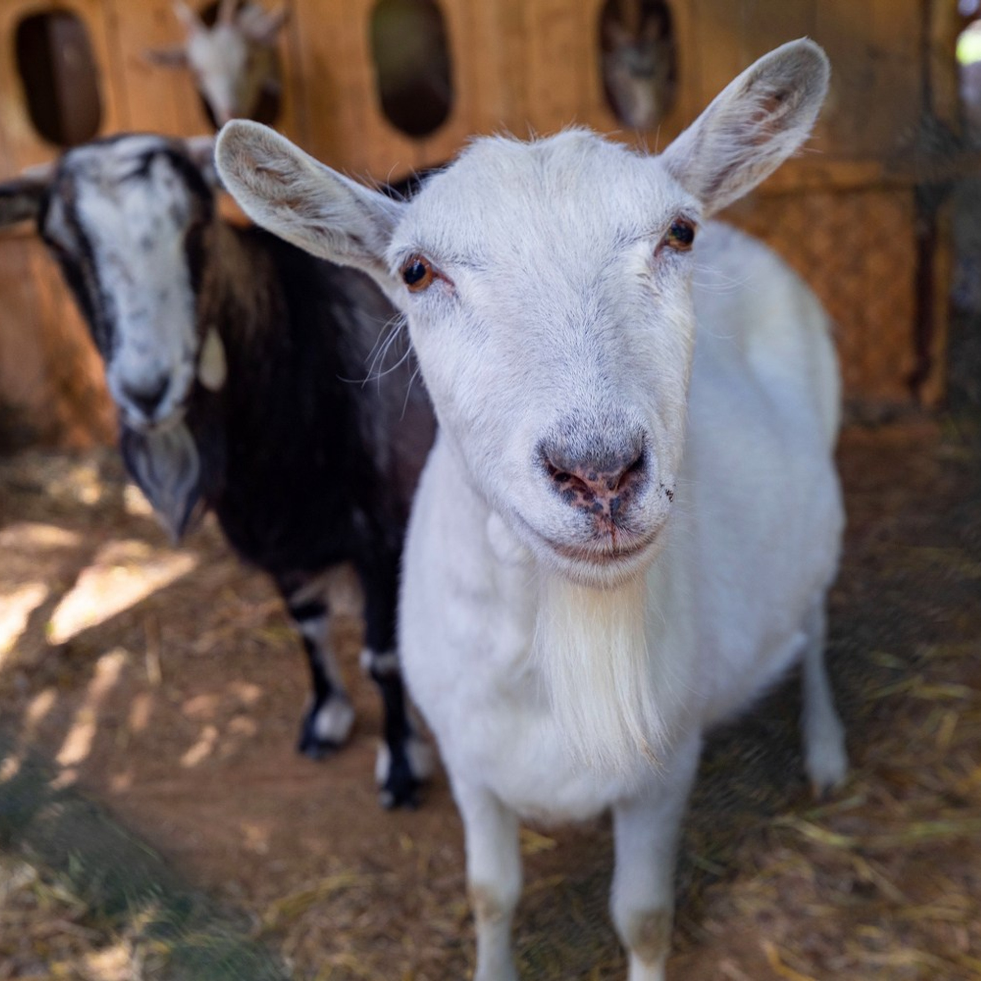 Усадьба в Лосево. Интерьерный фотограф в Санкт-Петербурге, Ленинградской области и в Москве Николай Щербаков