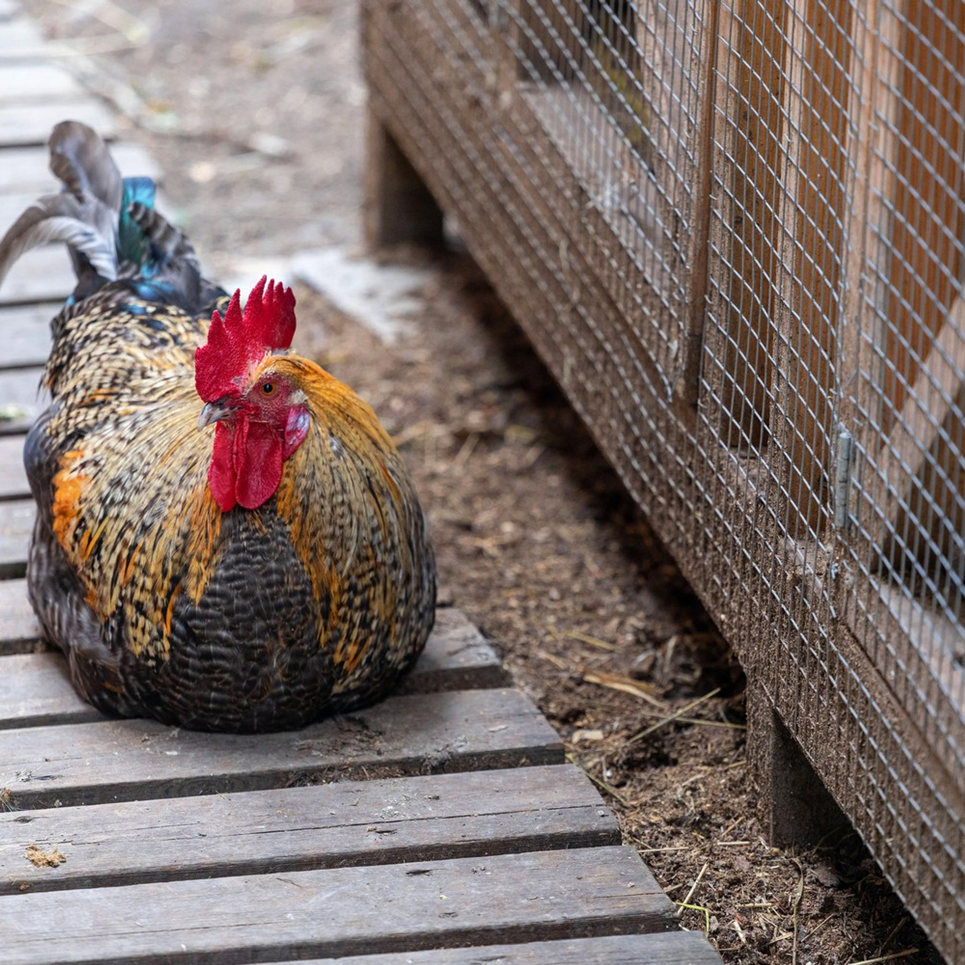 Усадьба в Лосево. Интерьерный фотограф в Санкт-Петербурге, Ленинградской области и в Москве Николай Щербаков