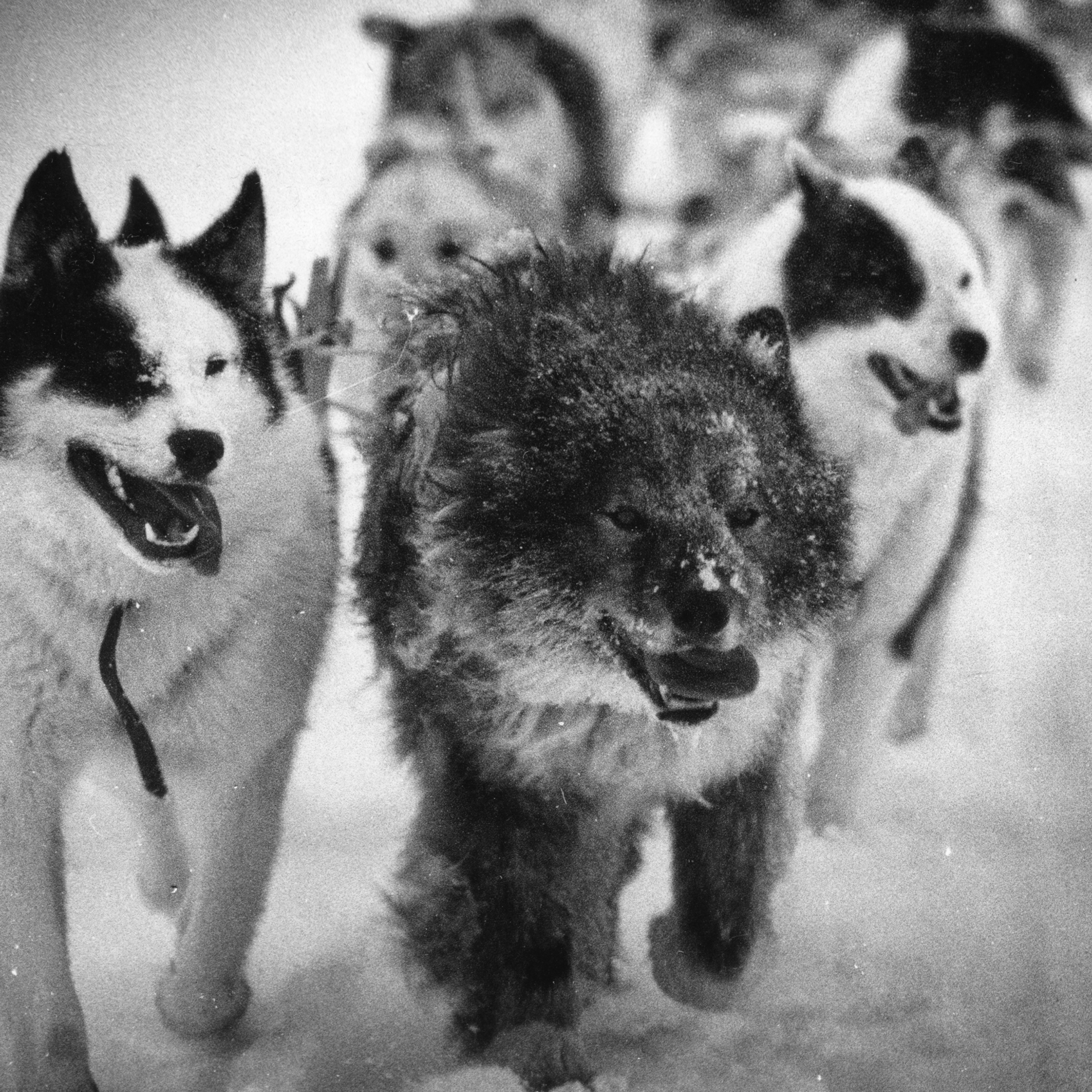 Породы ездовых собак