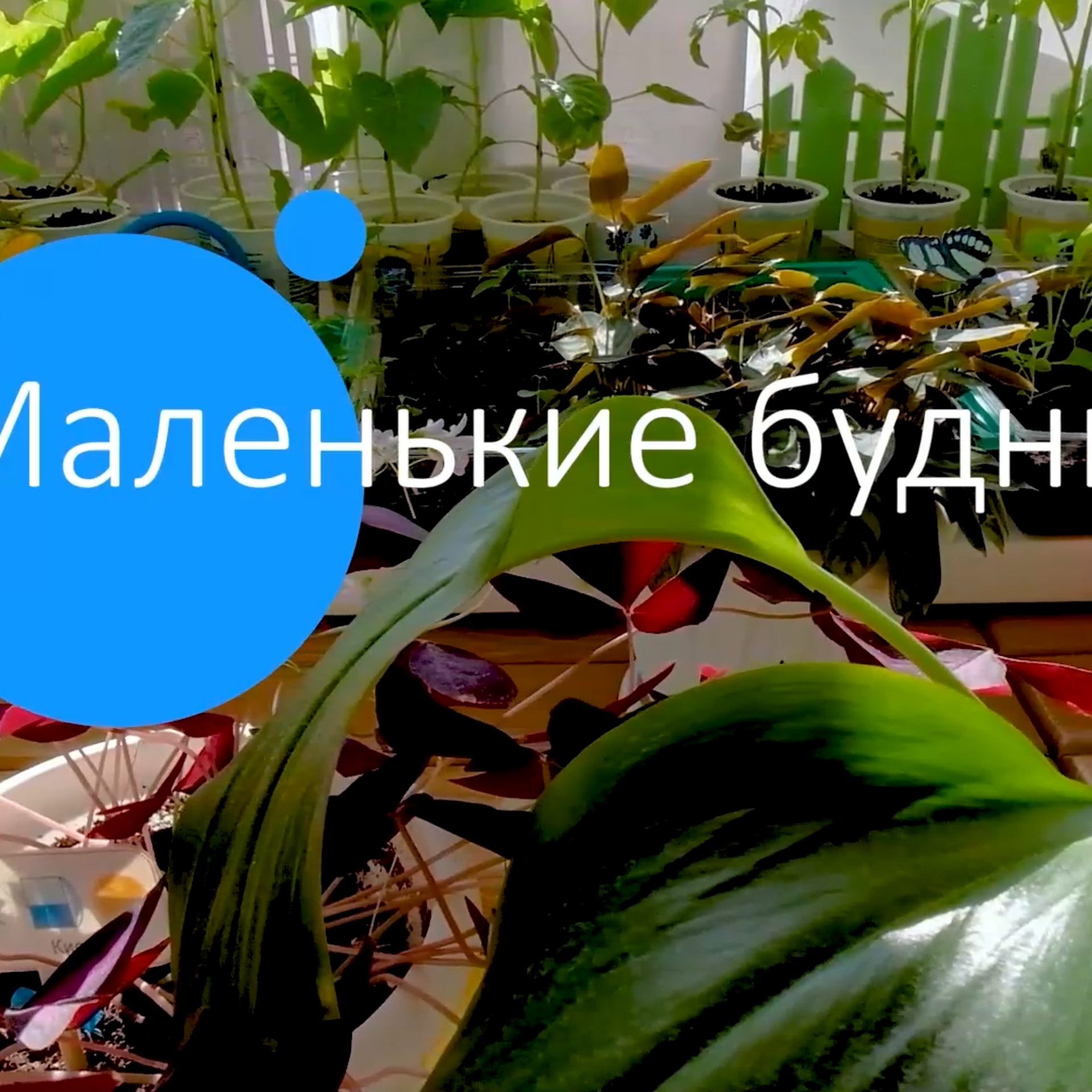 Видеосъемка отзывы. Видеосъемка в Барнауле