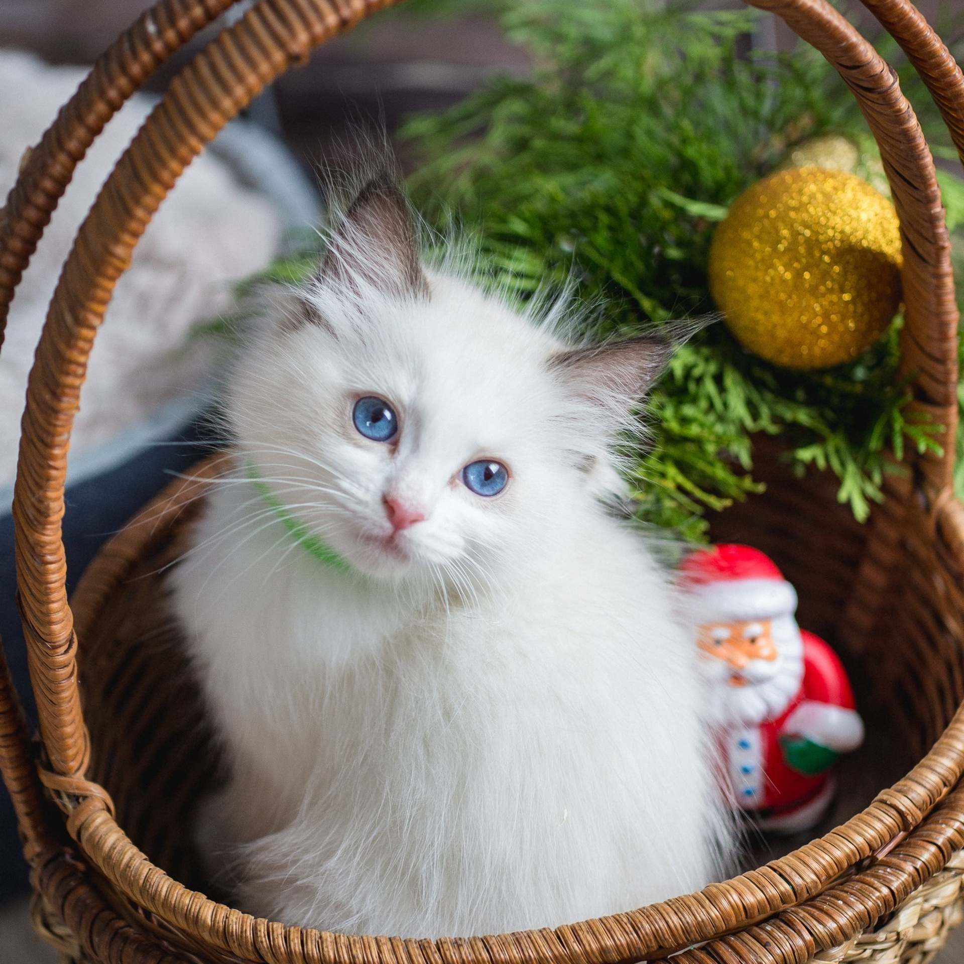 Отзывы. Фотограф в Санкт-Петербурге Анна Гончар