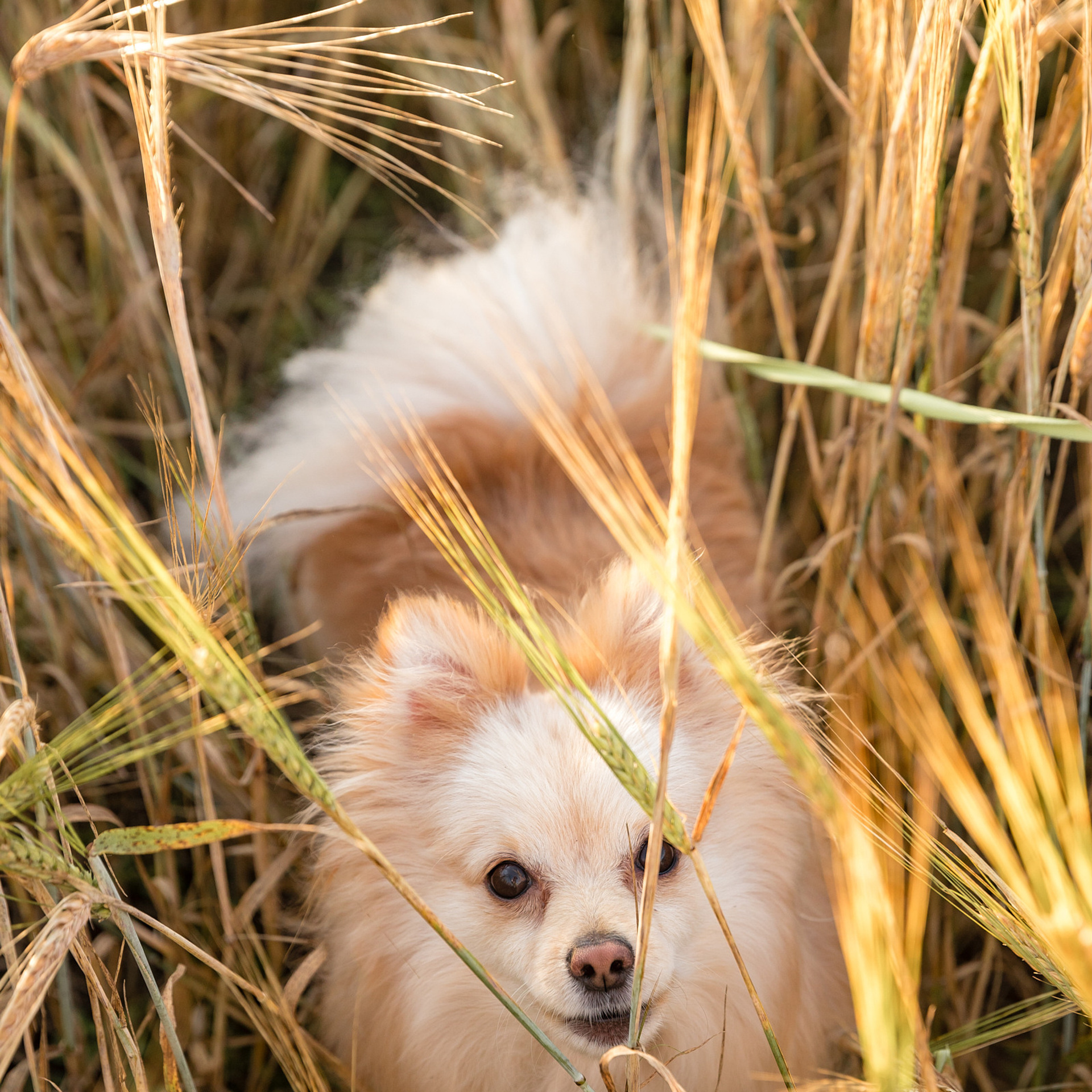 В ЛУЧАХ ЗАКАТА. Профессиональный фотограф в Екатеринбурге Константин Зарипов