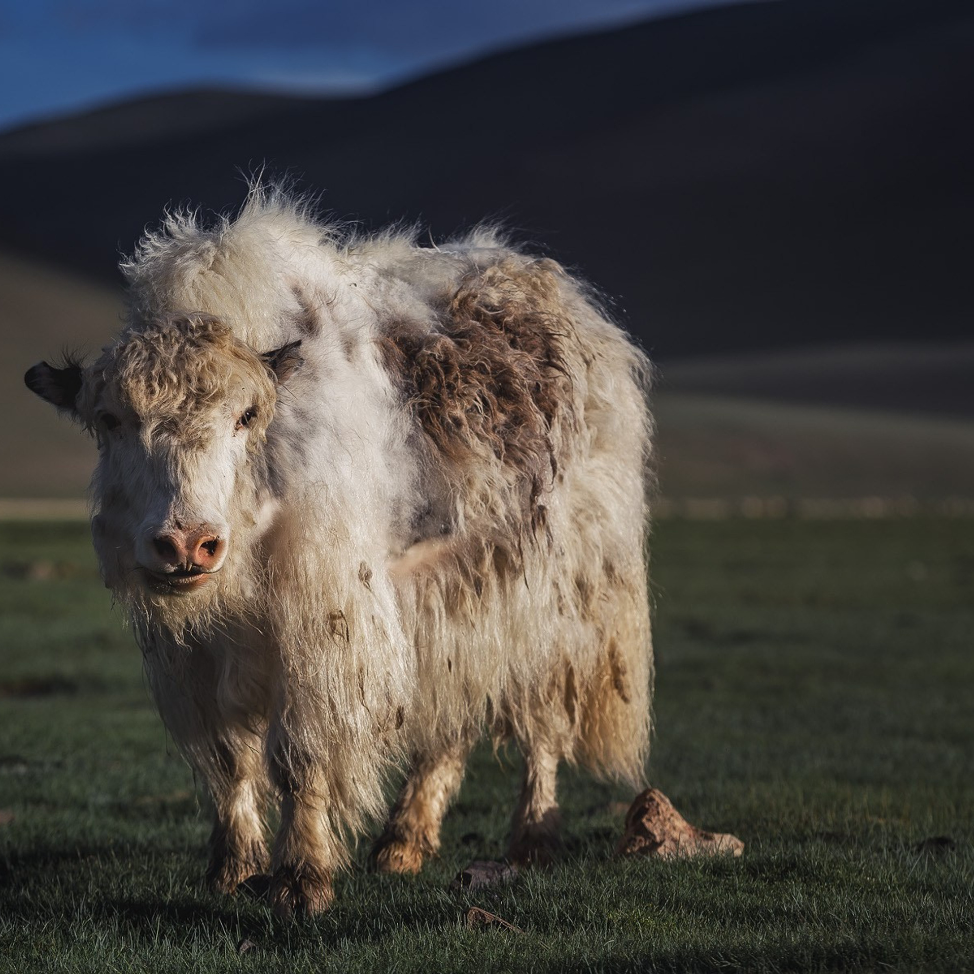 Экспедиция в пустыню Гоби (30.04.2023 — 08.05.2023 ). Фотограф Константин Шамин