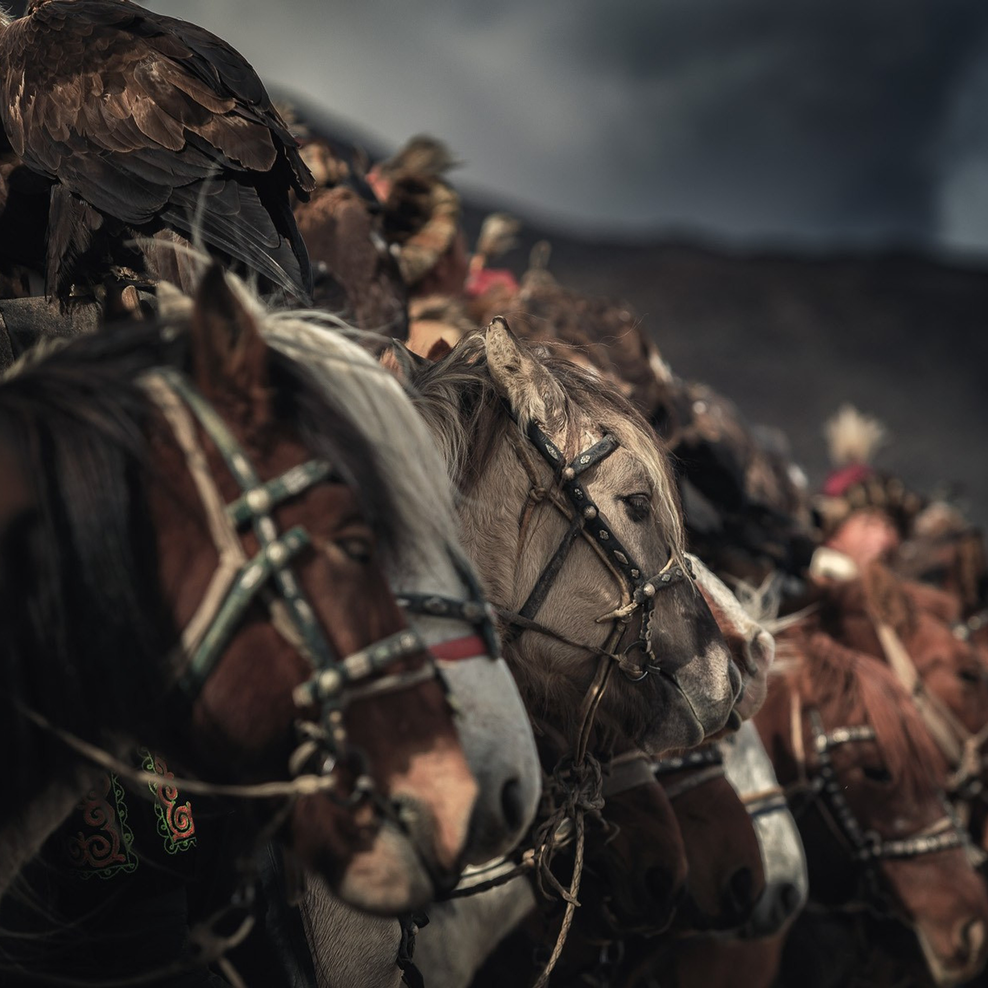 Фестиваль Беркутчи — Осень на Алтае. Фотограф Константин Шамин