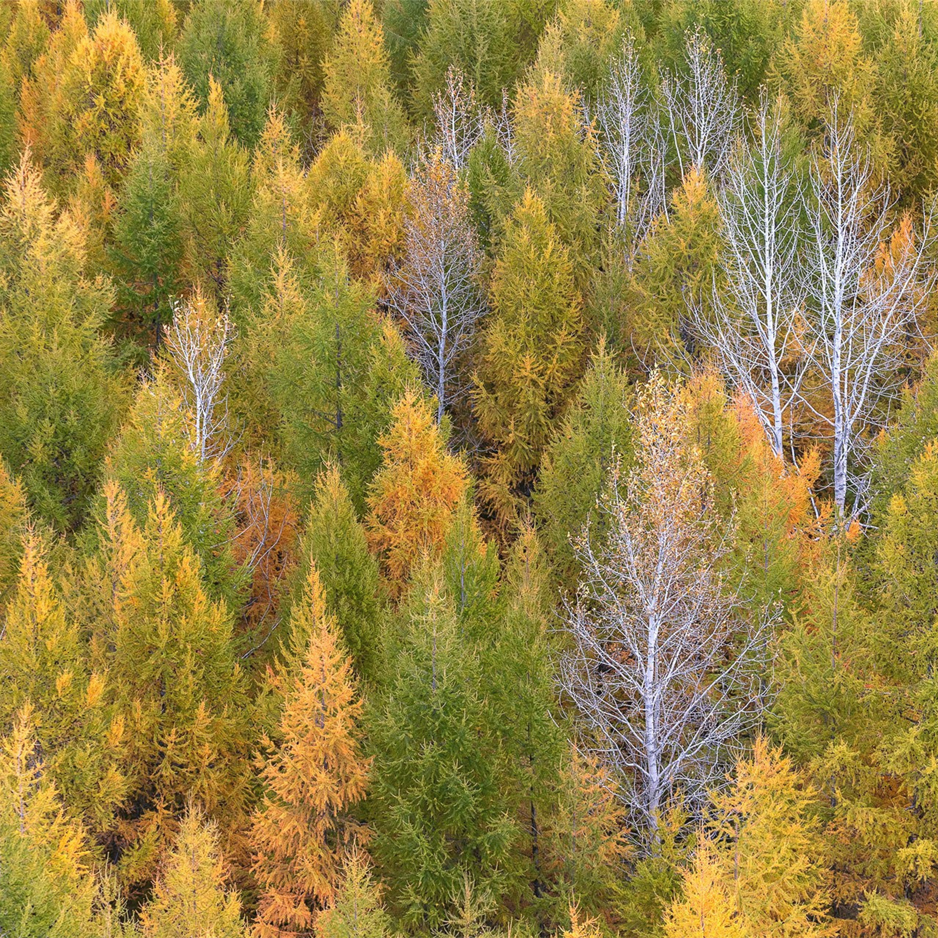Фестиваль Беркутчи — Осень на Алтае. Фотограф Константин Шамин