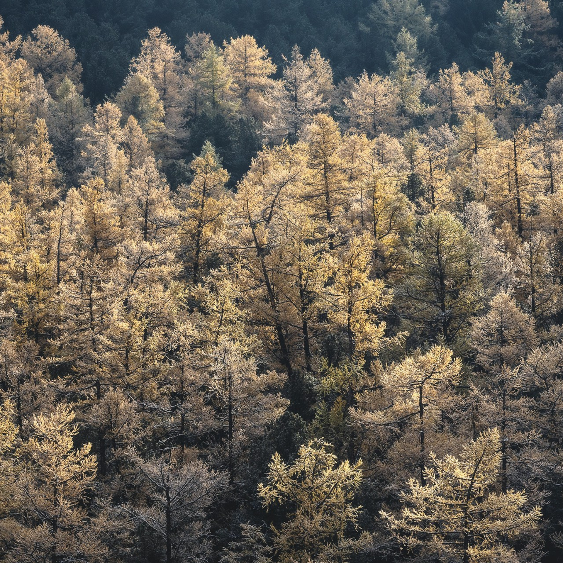 Фестиваль Беркутчи — Осень на Алтае. Фотограф Константин Шамин