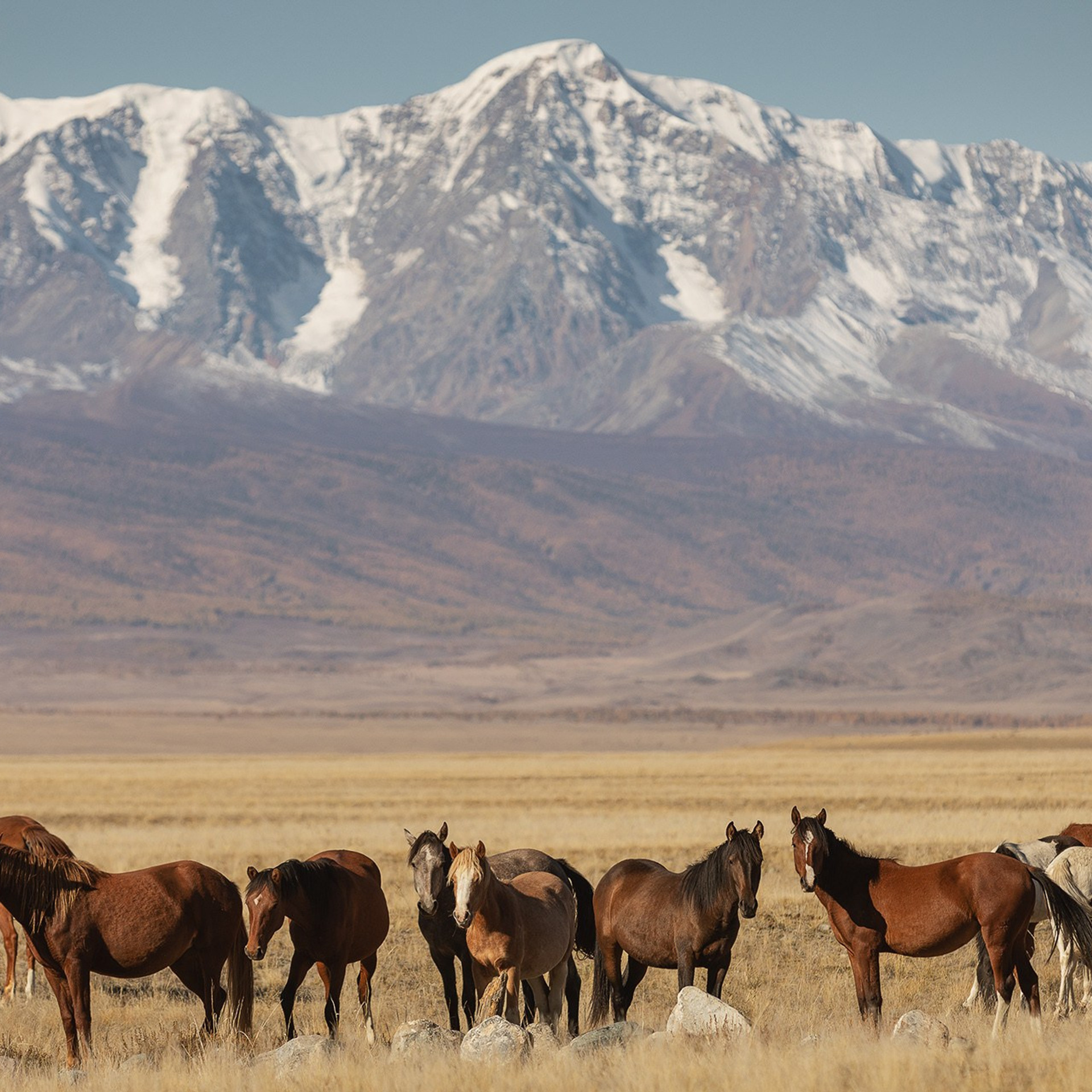 Фестиваль Беркутчи — Осень на Алтае. Фотограф Константин Шамин