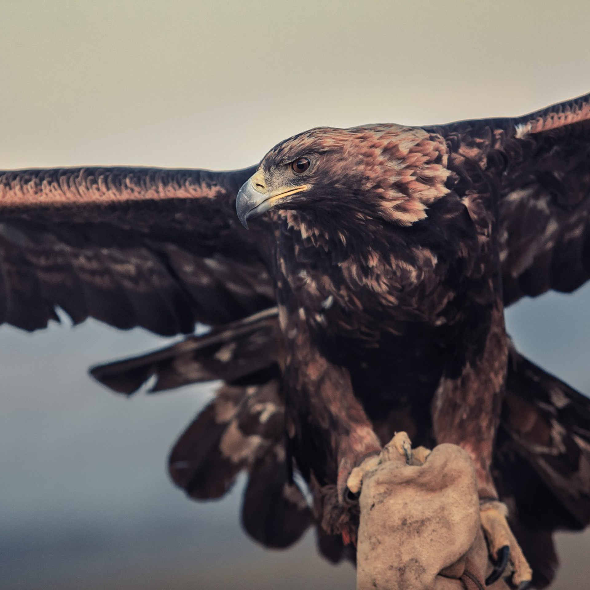 Фестиваль Беркутчи — Осень на Алтае. Фотограф Константин Шамин