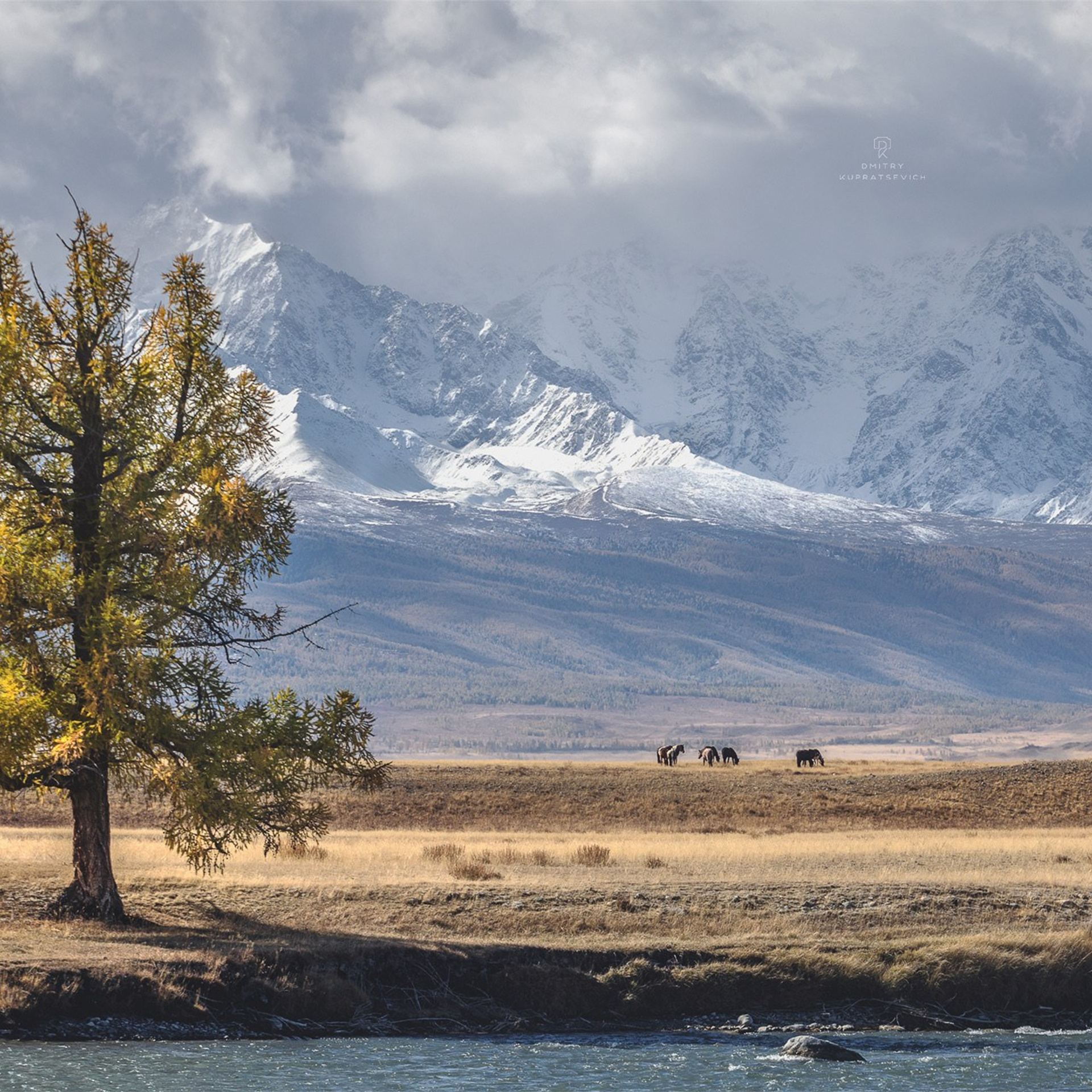 Фестиваль Беркутчи — Осень на Алтае. Фотограф Константин Шамин