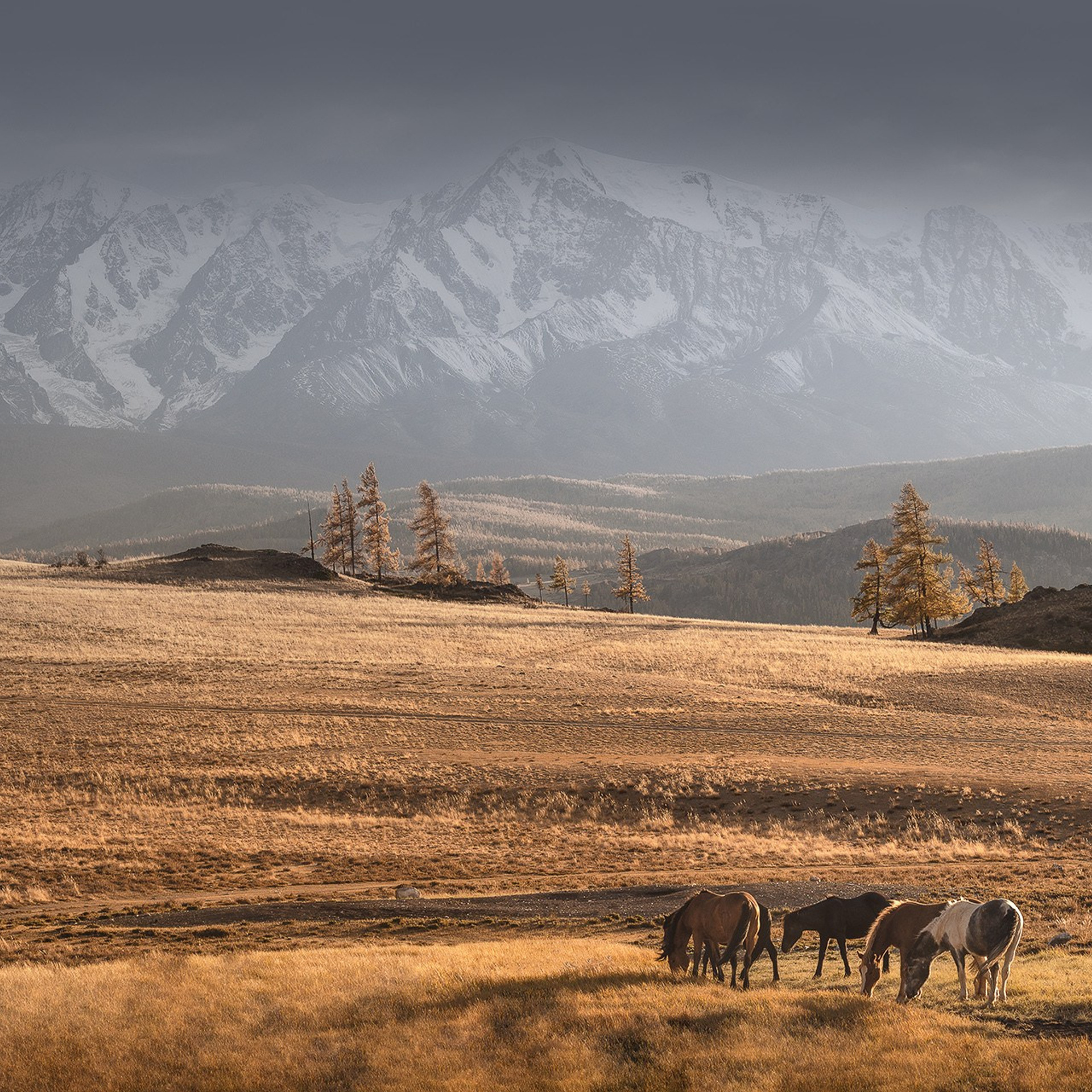 Фестиваль Беркутчи — Осень на Алтае. Фотограф Константин Шамин