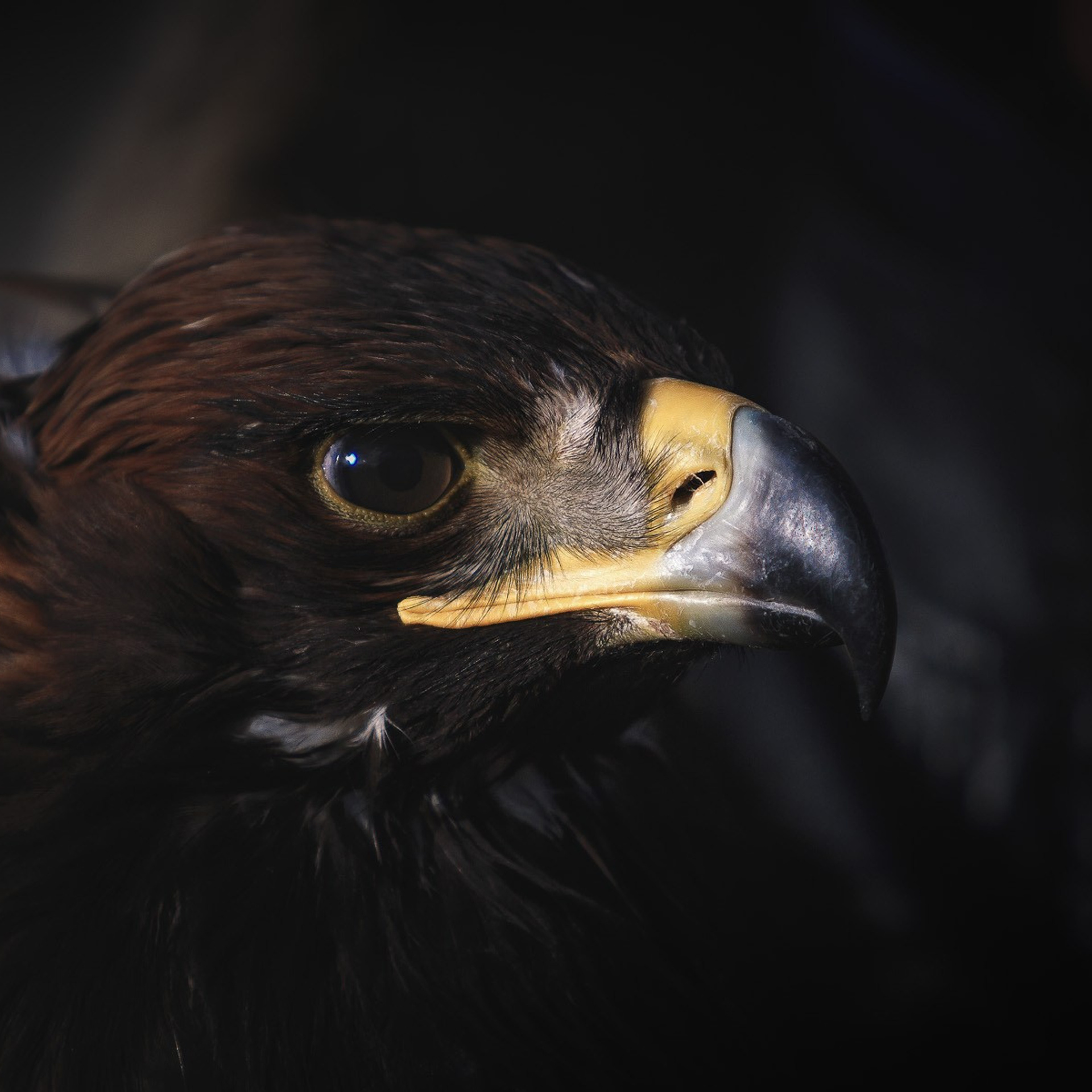 Фестиваль Беркутчи — Осень на Алтае. Фотограф Константин Шамин