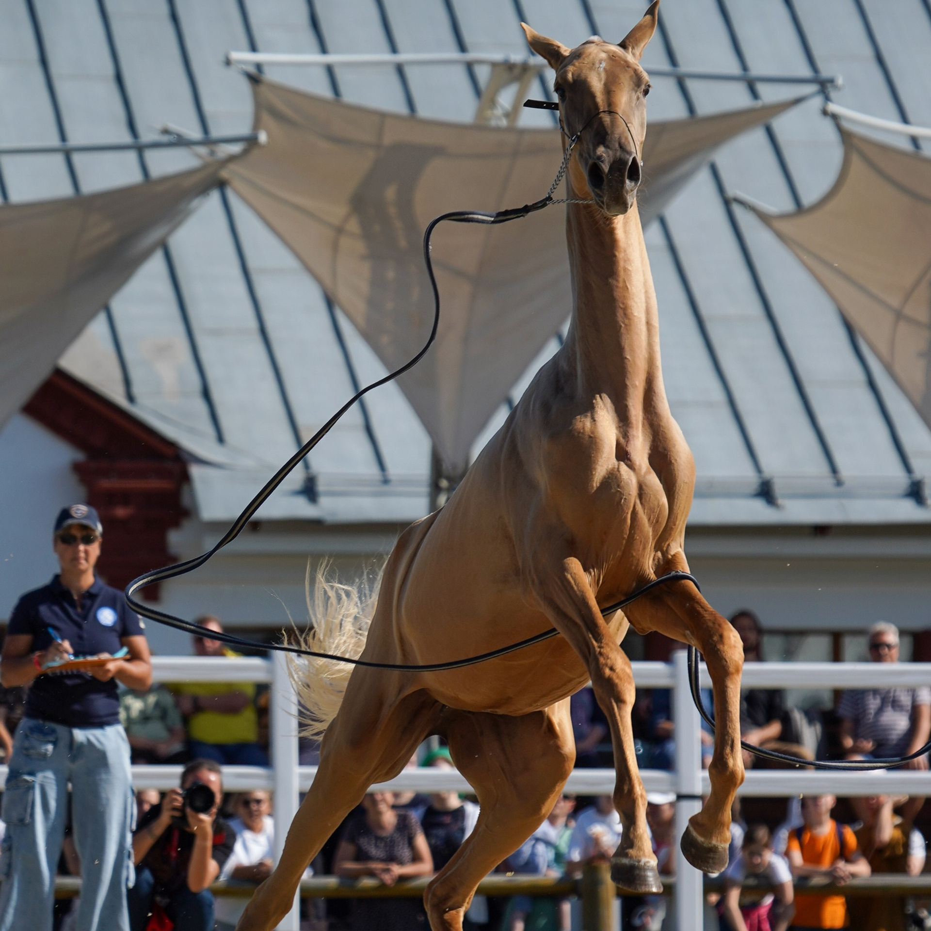 Чемпионат лошадей чистокровной ахалтекинской породы «КУБОК РОССИИ — 2024»
