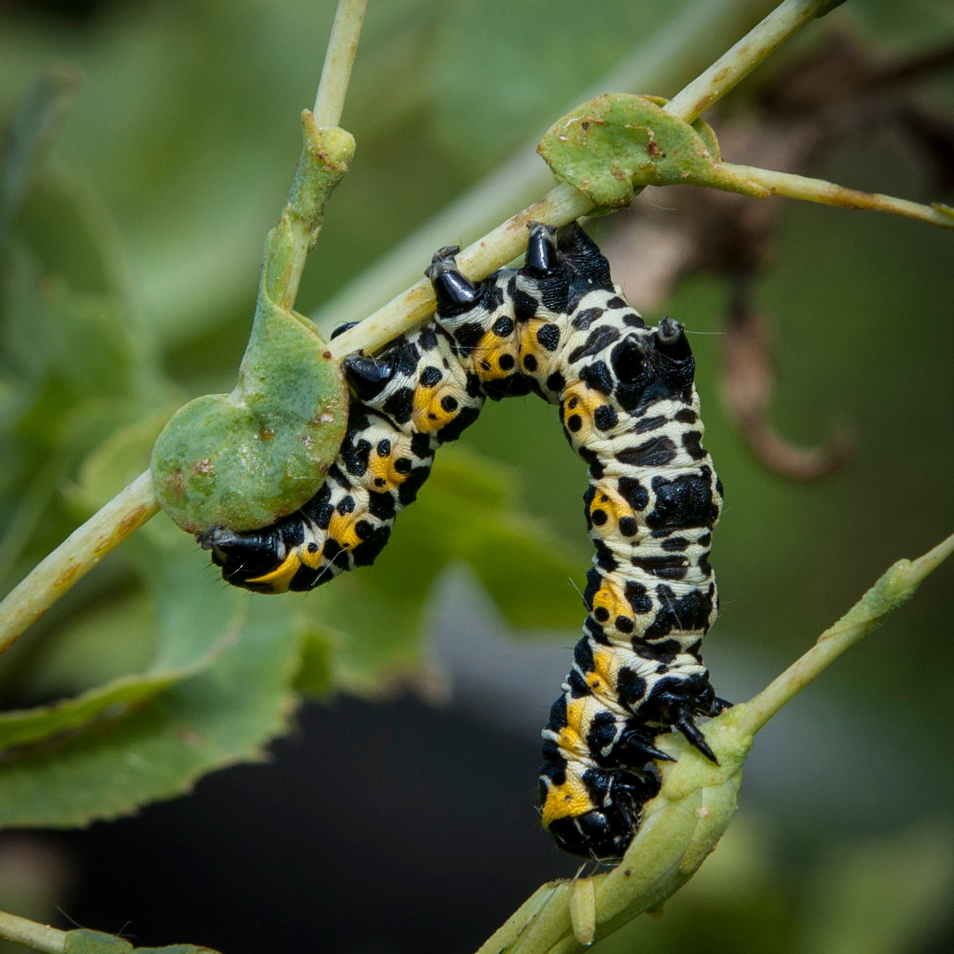 на фото  - природа Дальнего востока. Яркая гусеница . Фотограф в Хабаровске - Татьяна Трубникова