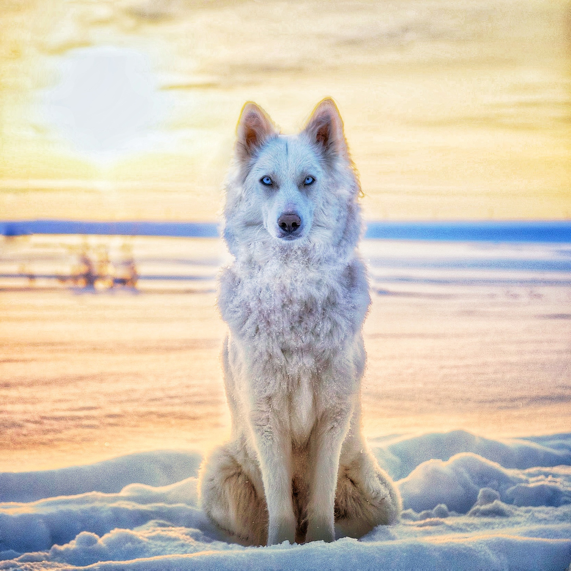 Фотограф в городе Видное Синицина Анна. Свадебный и семейный фотограф Москва Видное Домодедово
