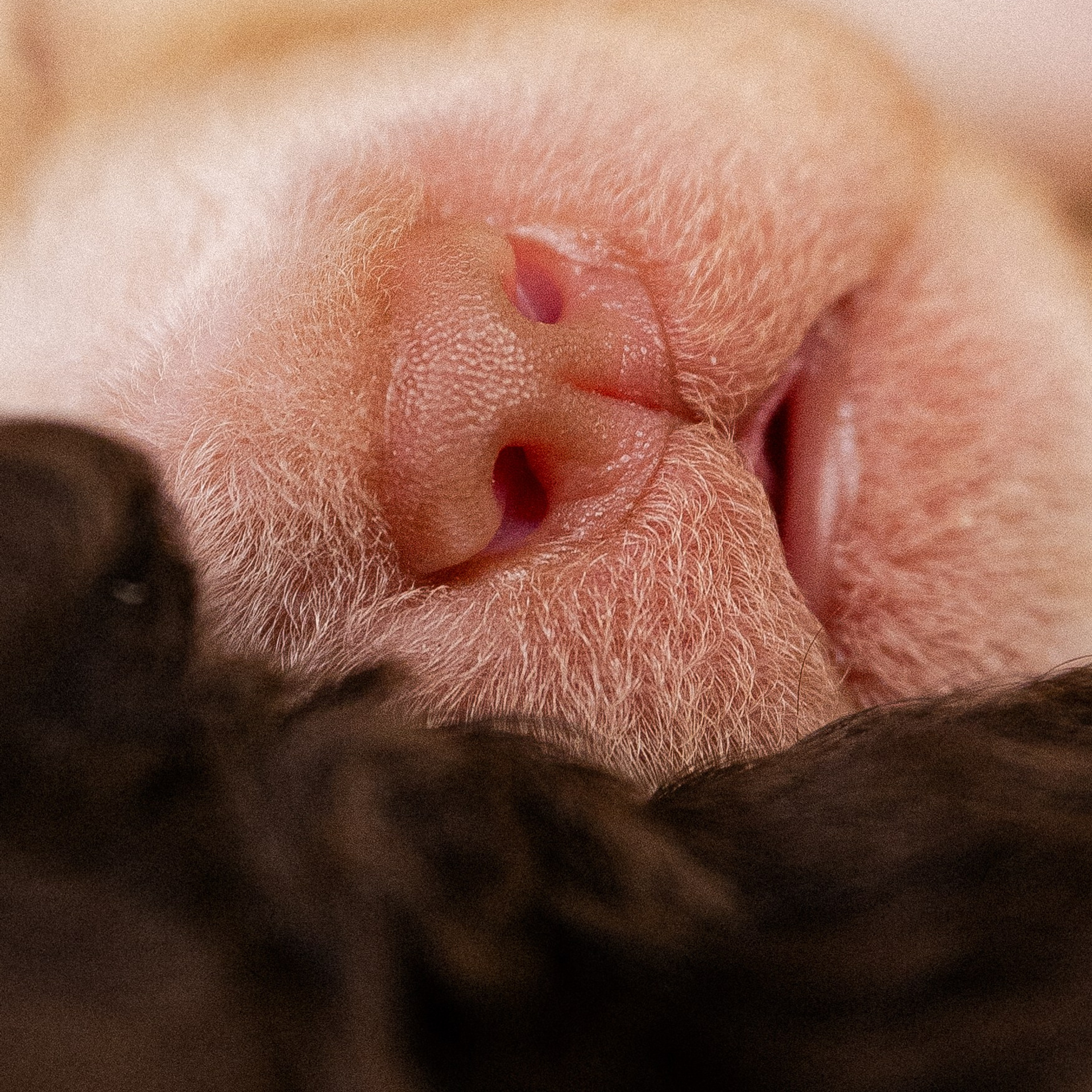 Лаготто Романьоло