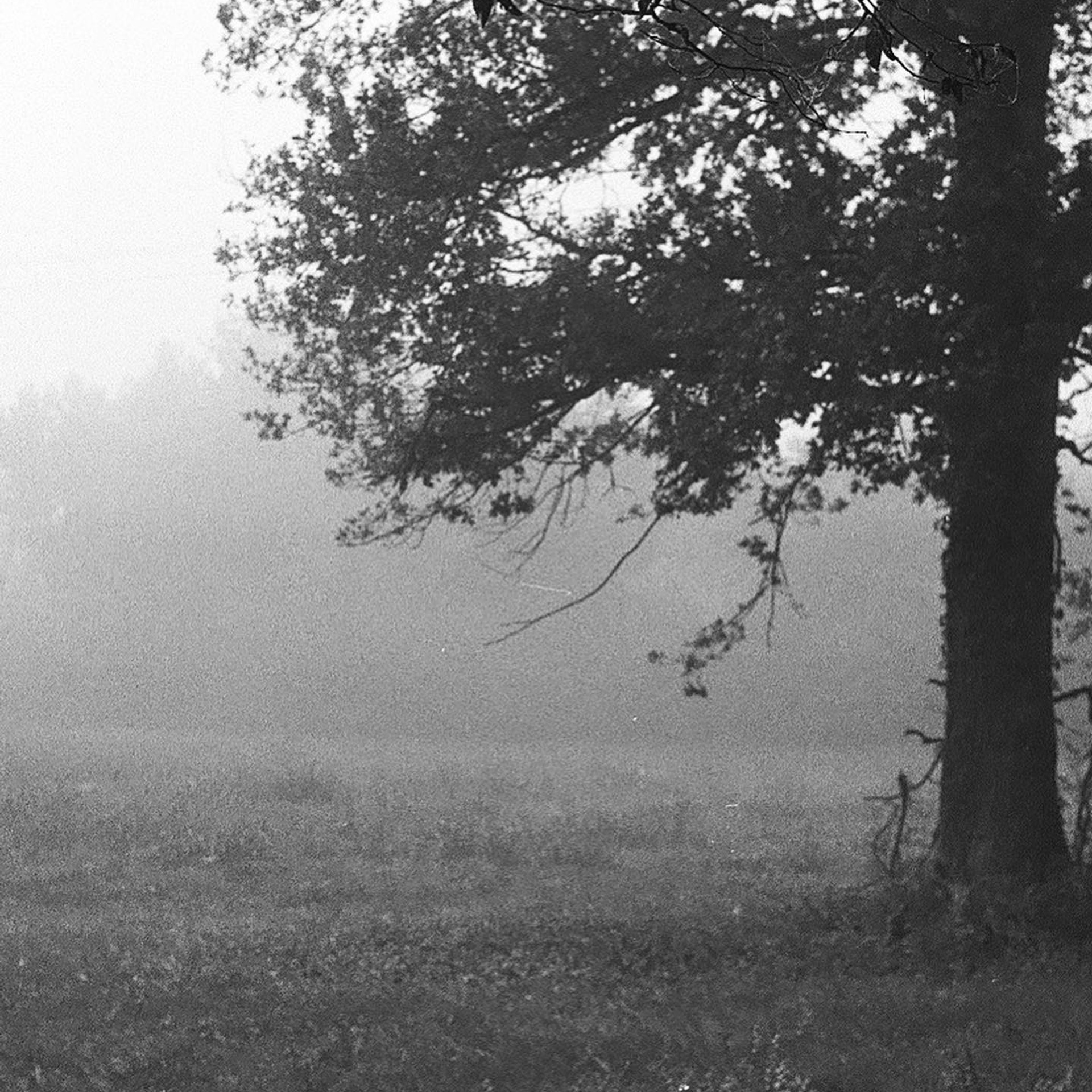 Film. Anastasia Shapoval violoniste et photographe. Annecy — Geneve